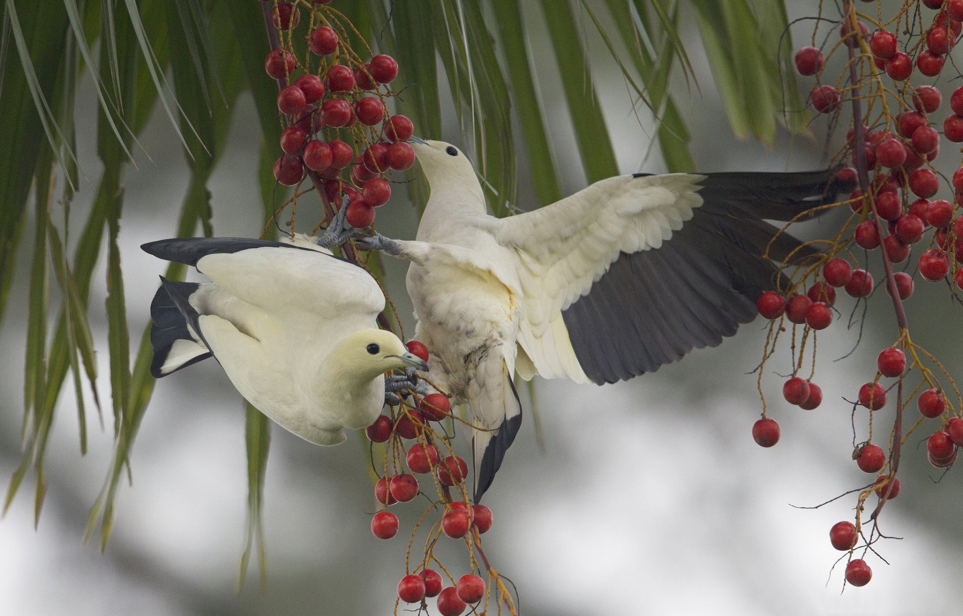 oiseaux branches baies nourriture