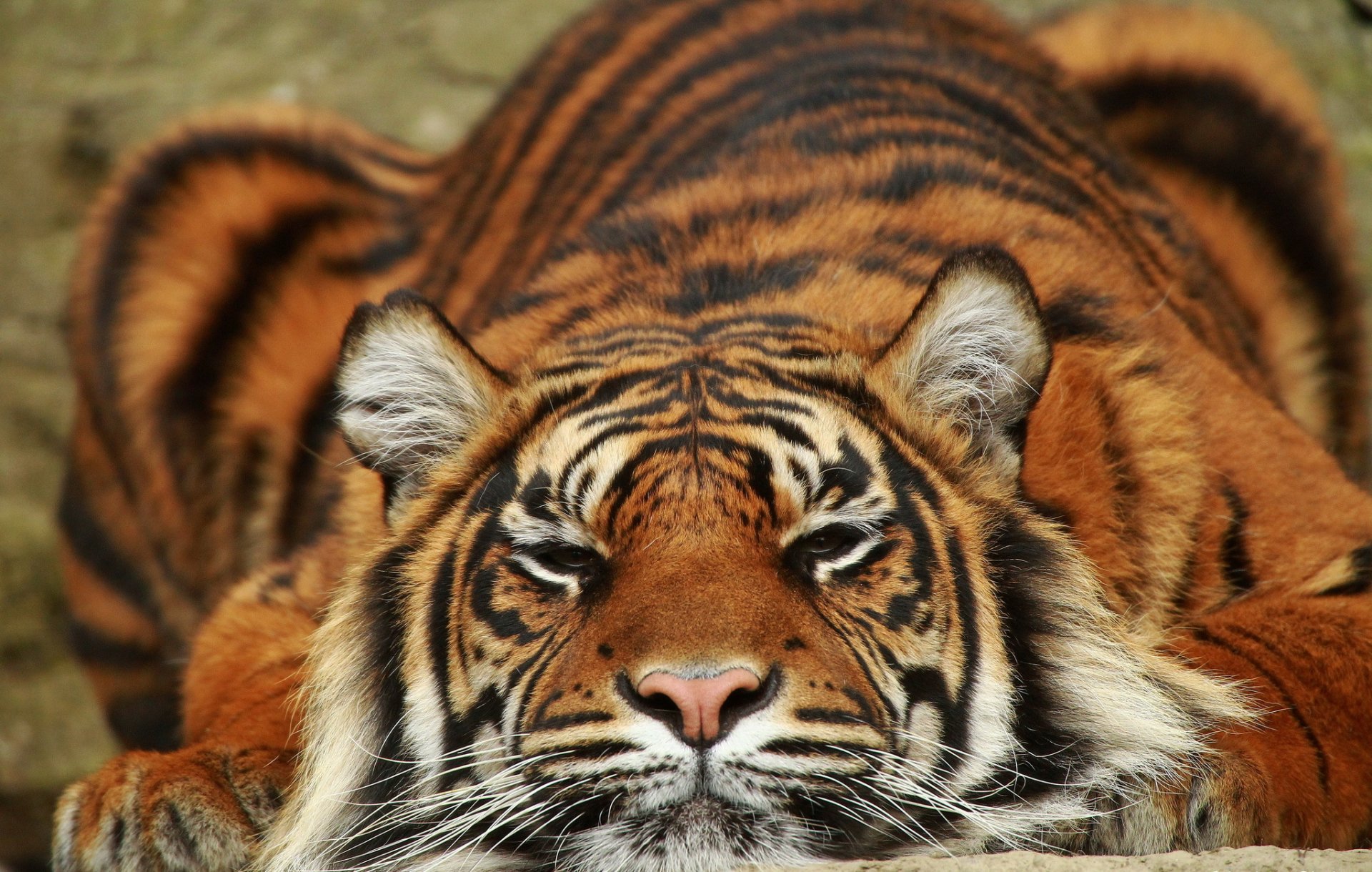 sumatra tigre predatore giace