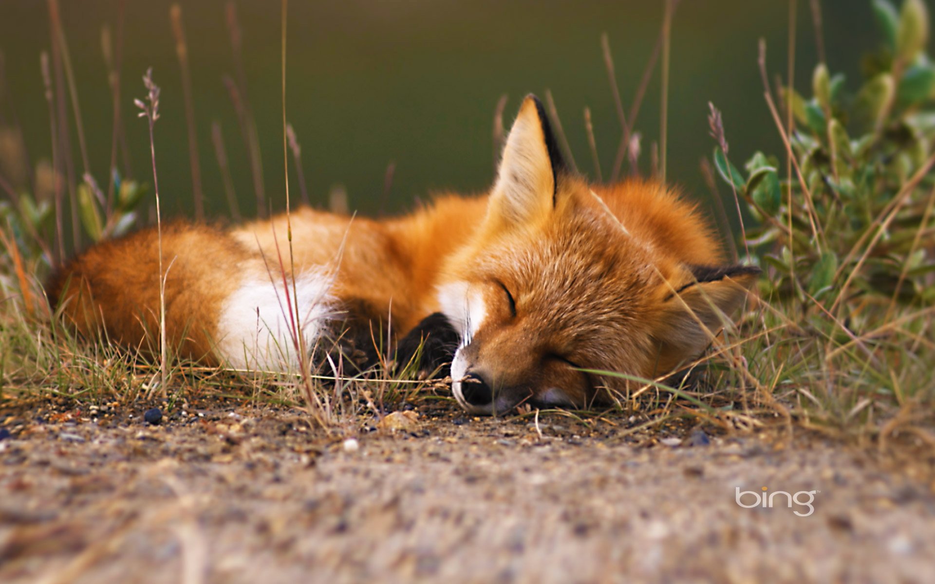 fox forest grass sleeping