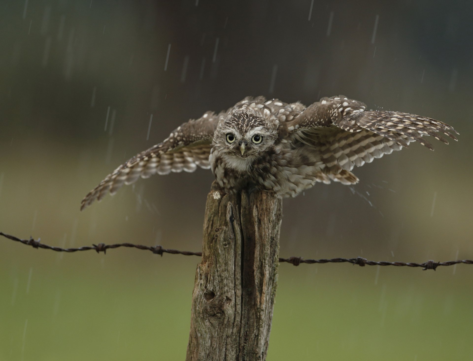 fence poultry owl rain drop