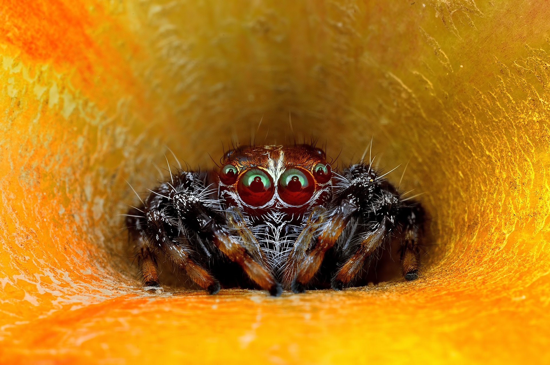 macro araña jumper ojos mirada flor pétalos