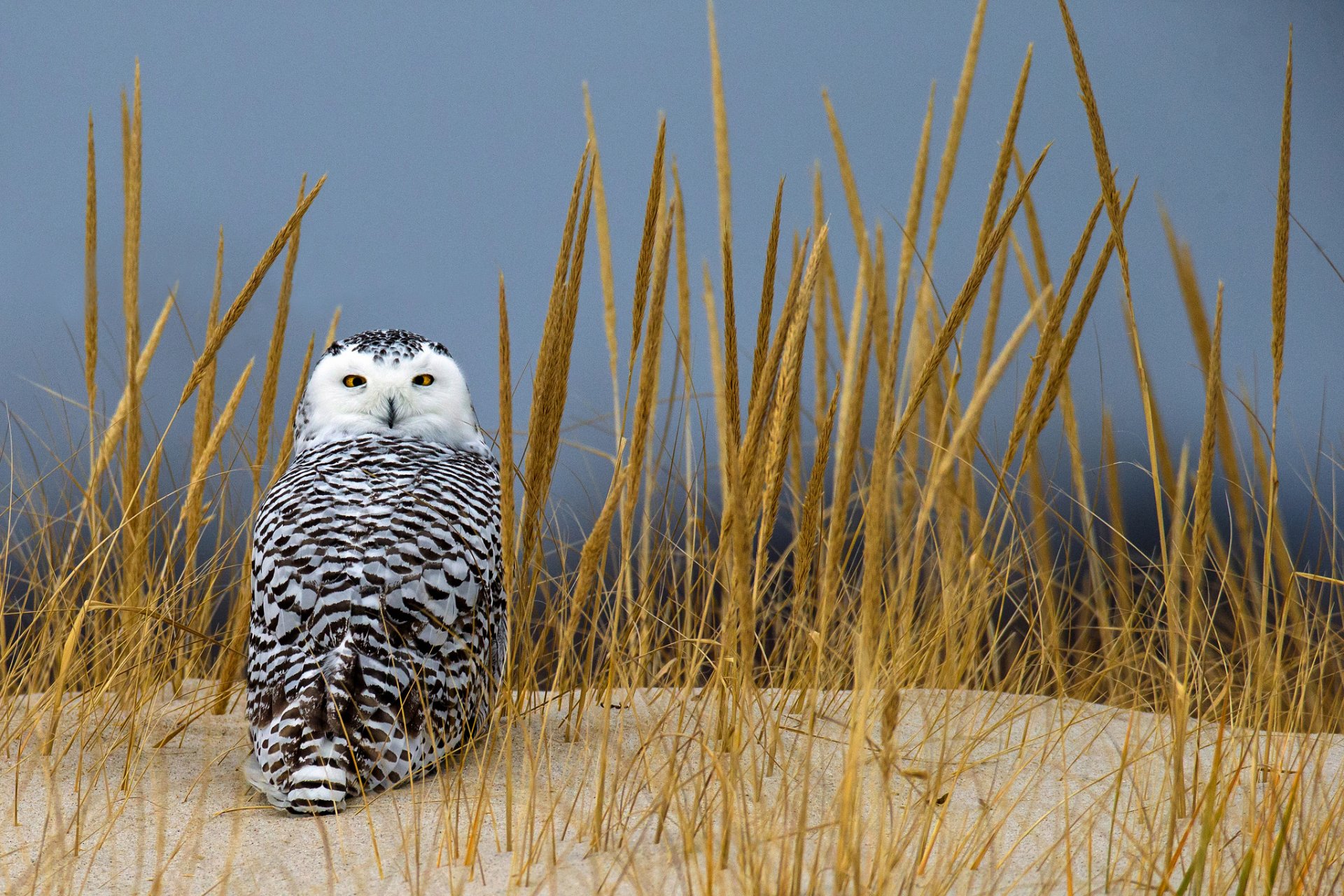 grass sand spikes owl polar view