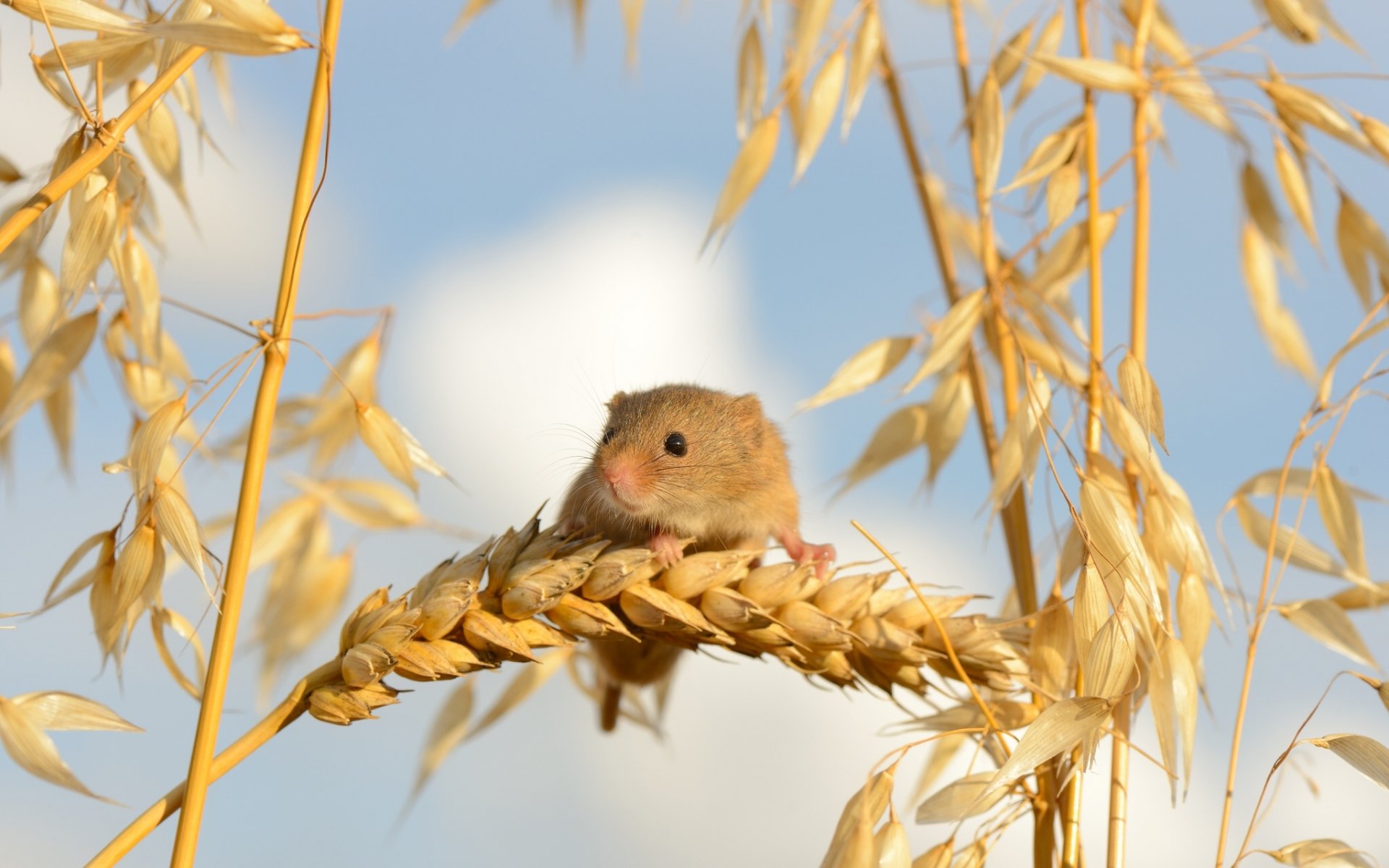 ernte maus babymaus maus ohren makro