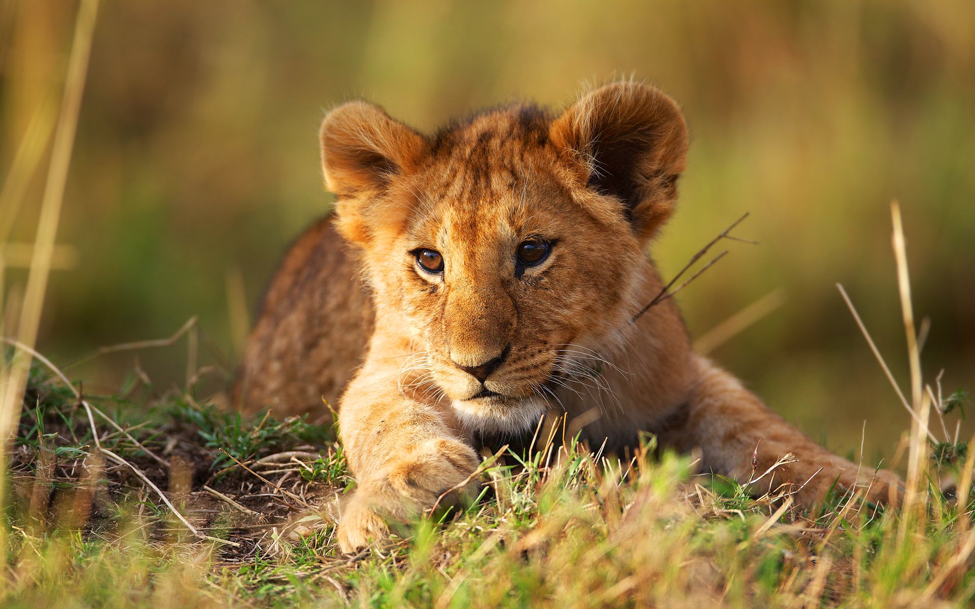 cucciolo di leone animale natura leone gatto selvatico