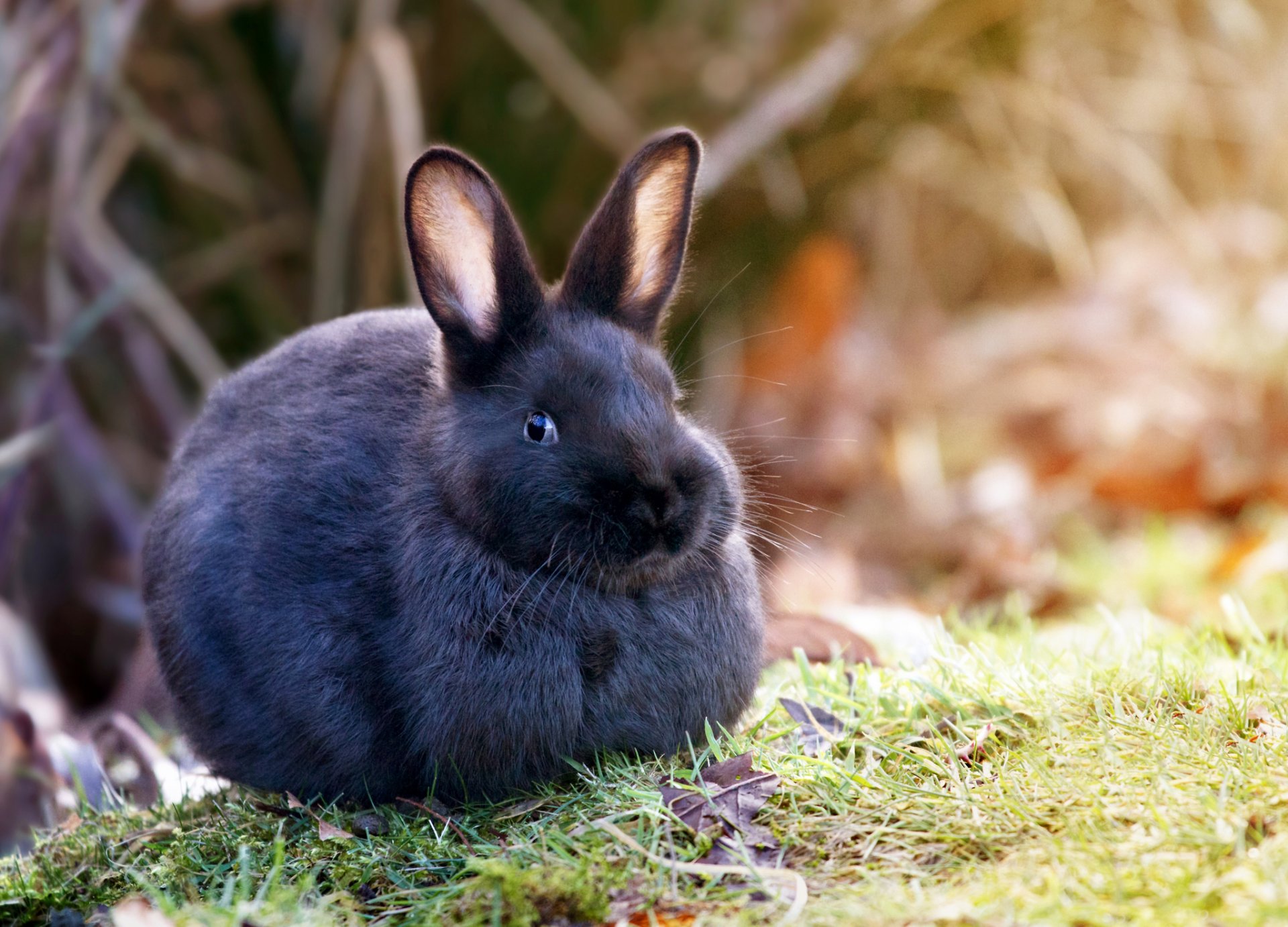 lapin nature herbe laine oreilles