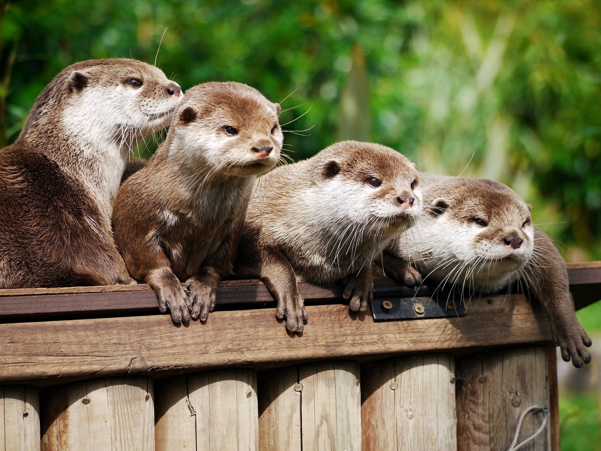 asiatischer alkoholfreier otter otter familie