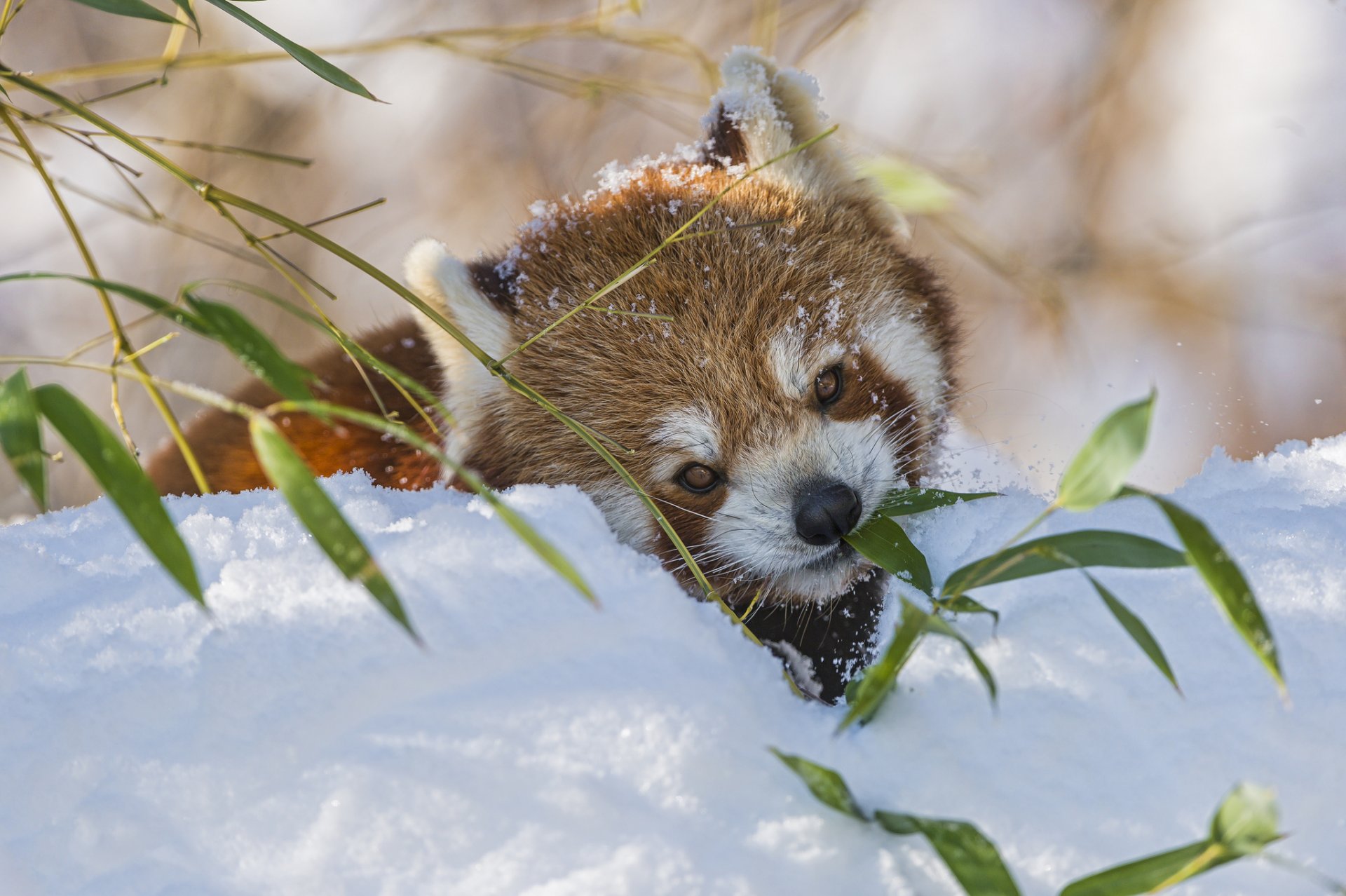 czerwona panda firefox gałąź bambus śnieg zima mała panda ©tambako jaguar