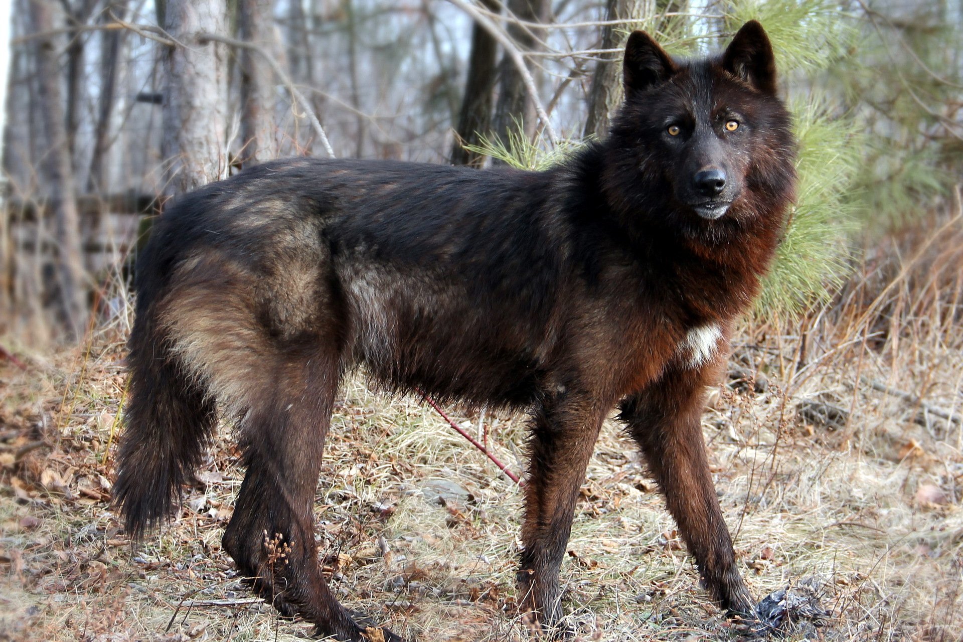 lupo natura foresta