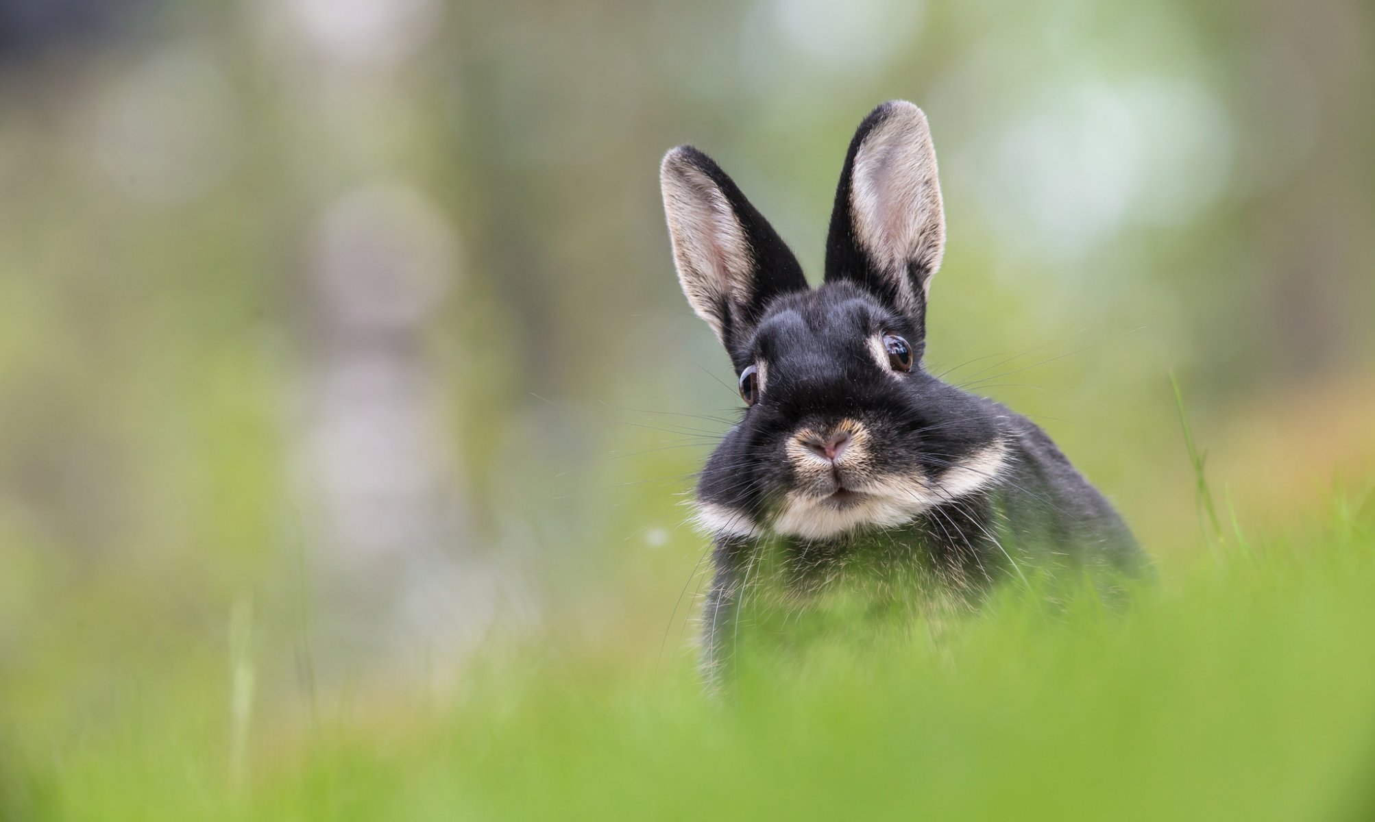 hare ears snout