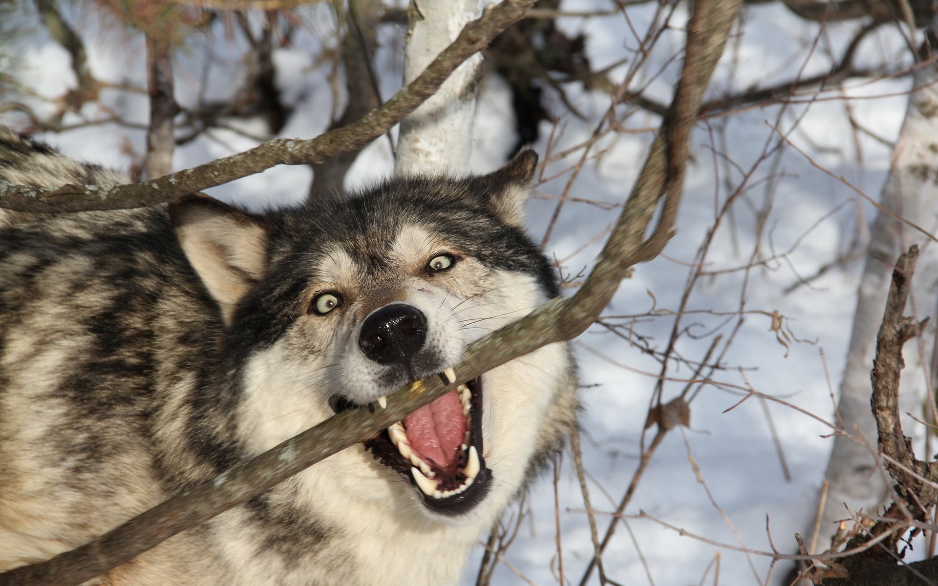 wolf wald natur