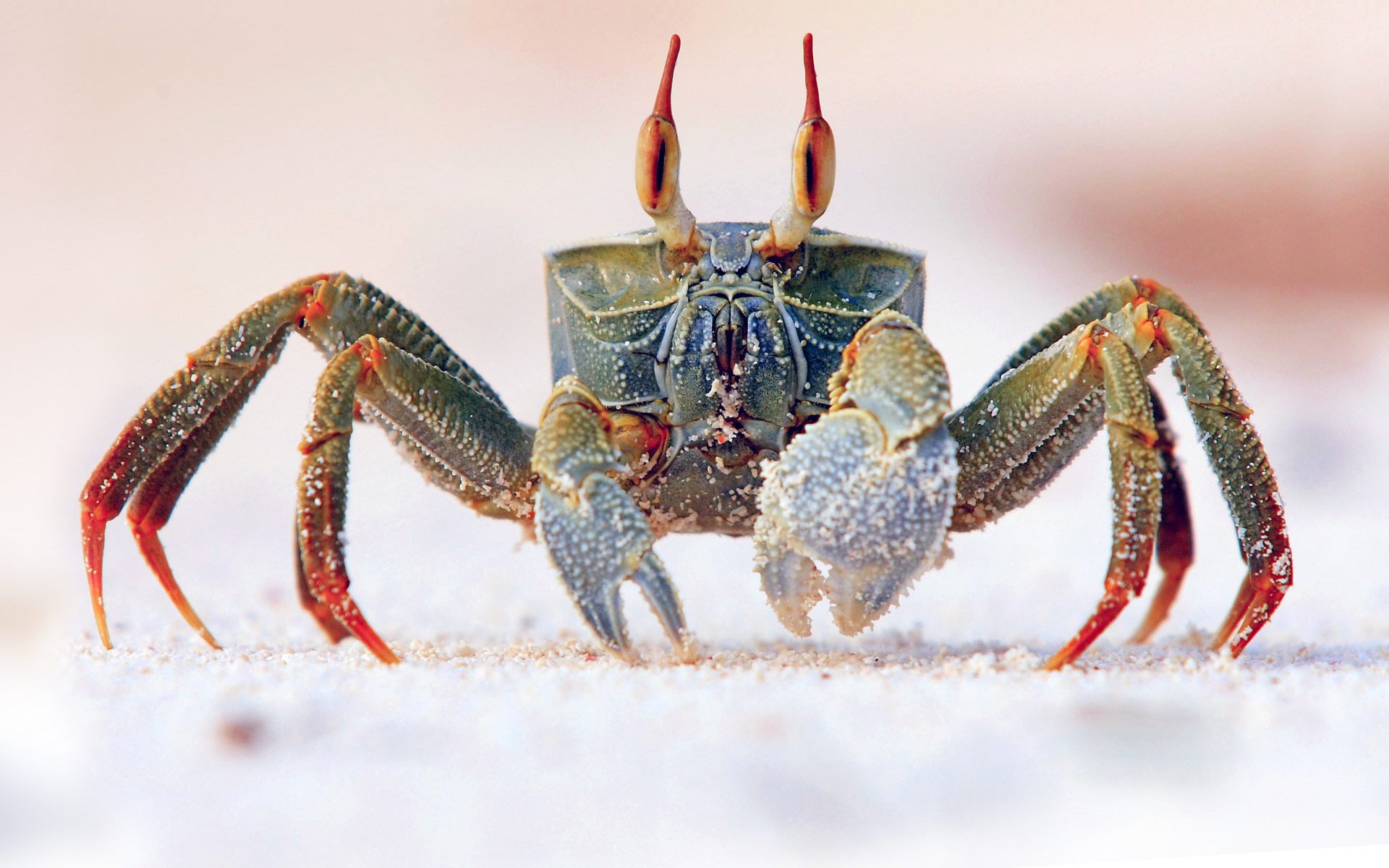 crabe mer océan sable griffe yeux armure