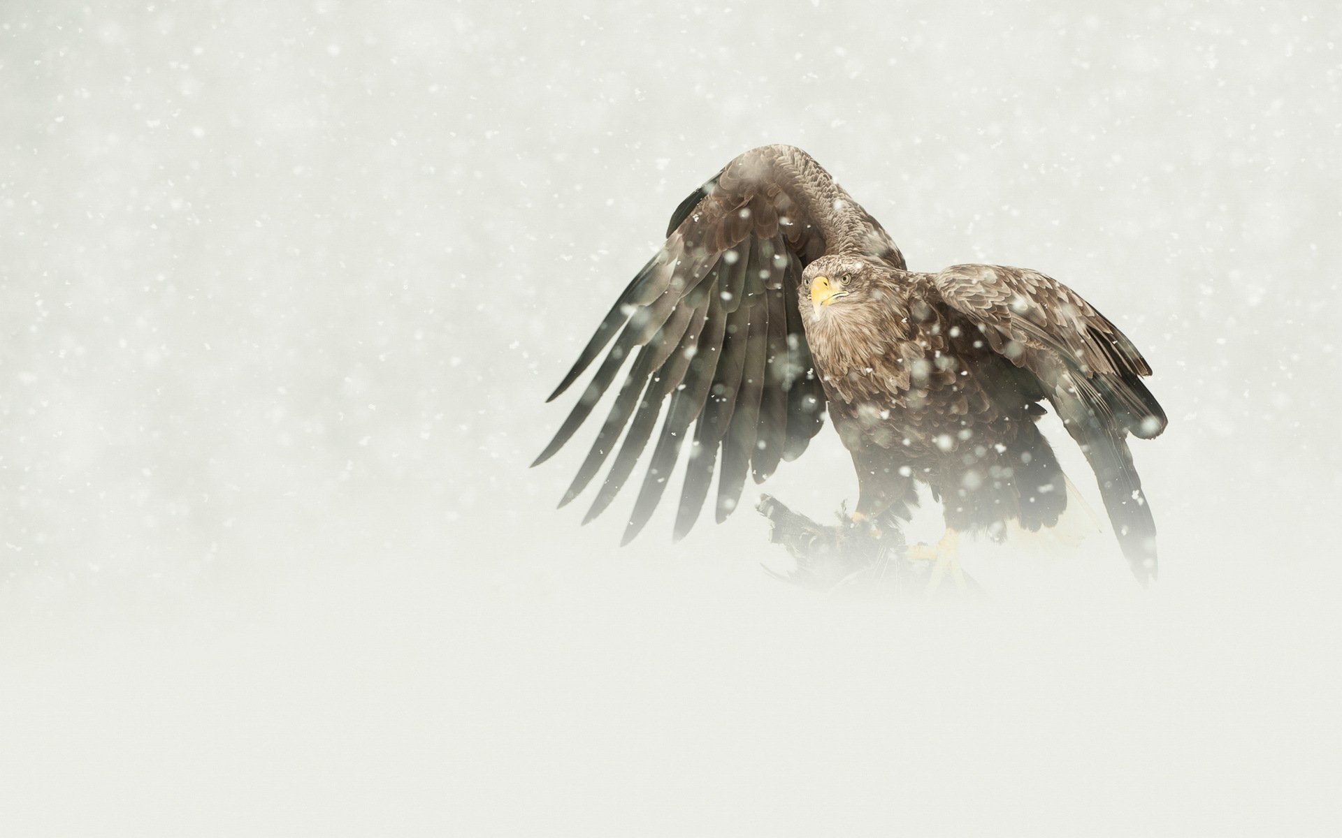 oiseau prédateur aigle queue blanche proie chute de neige