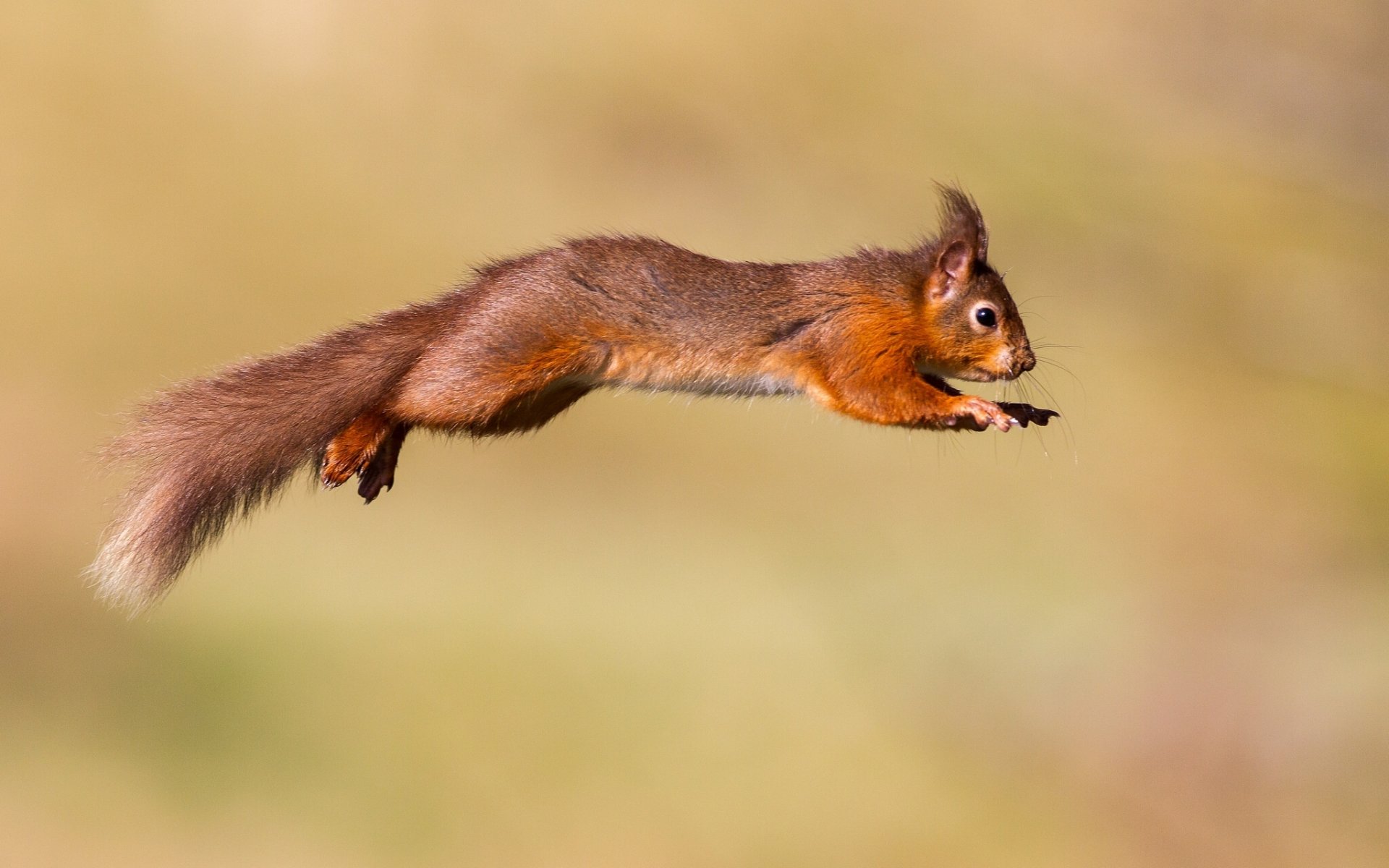 protein red jump