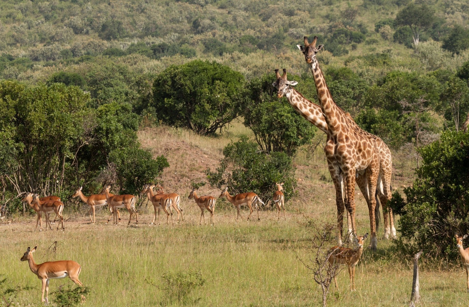 animali giraffe natura erba alberi