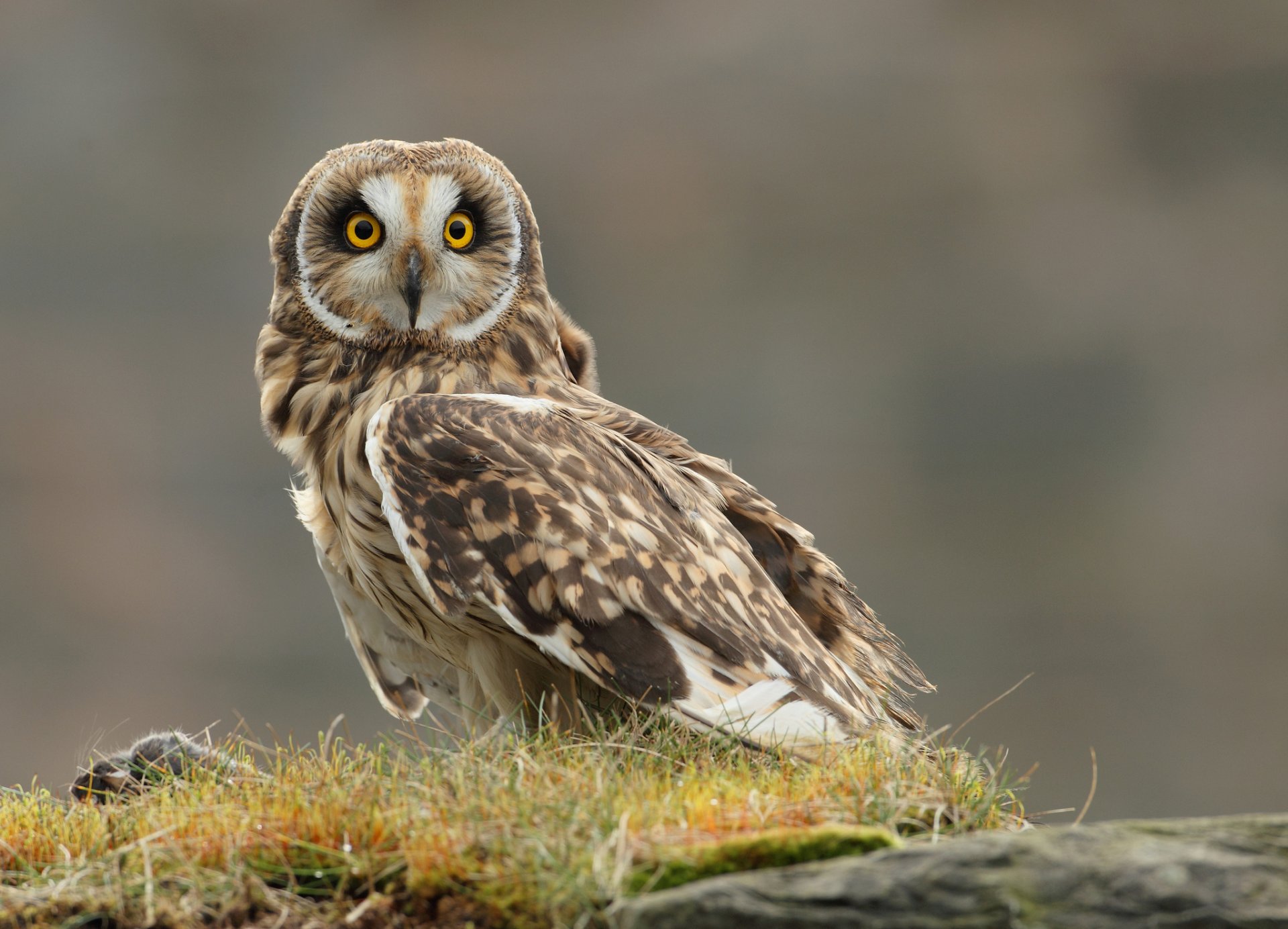 grass poultry owl mining