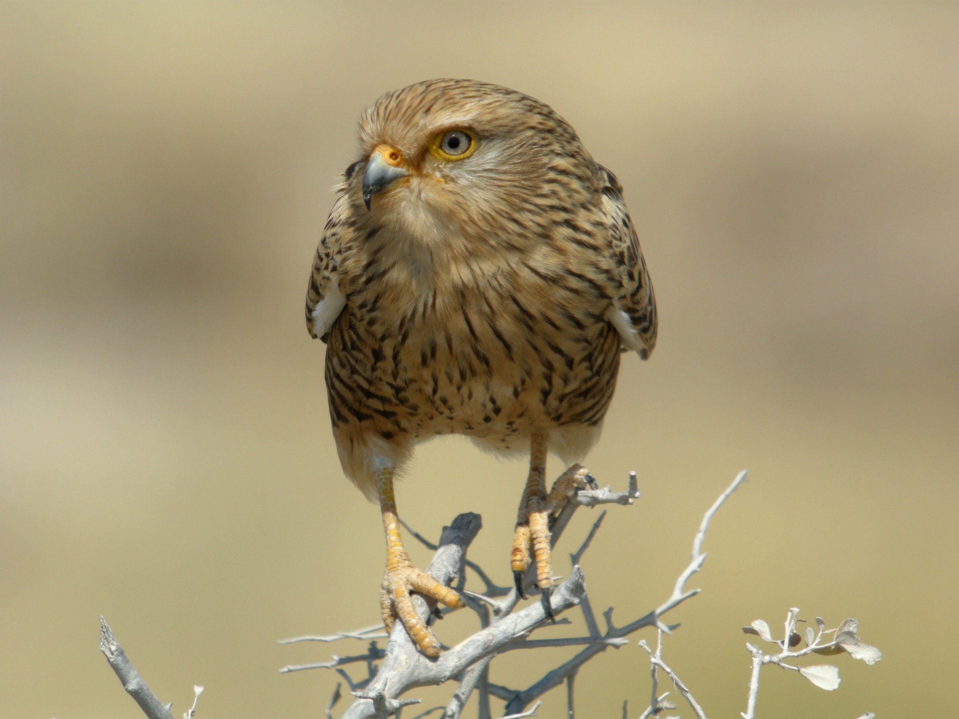 namibie parc national branche sec oiseau prédateur faucon