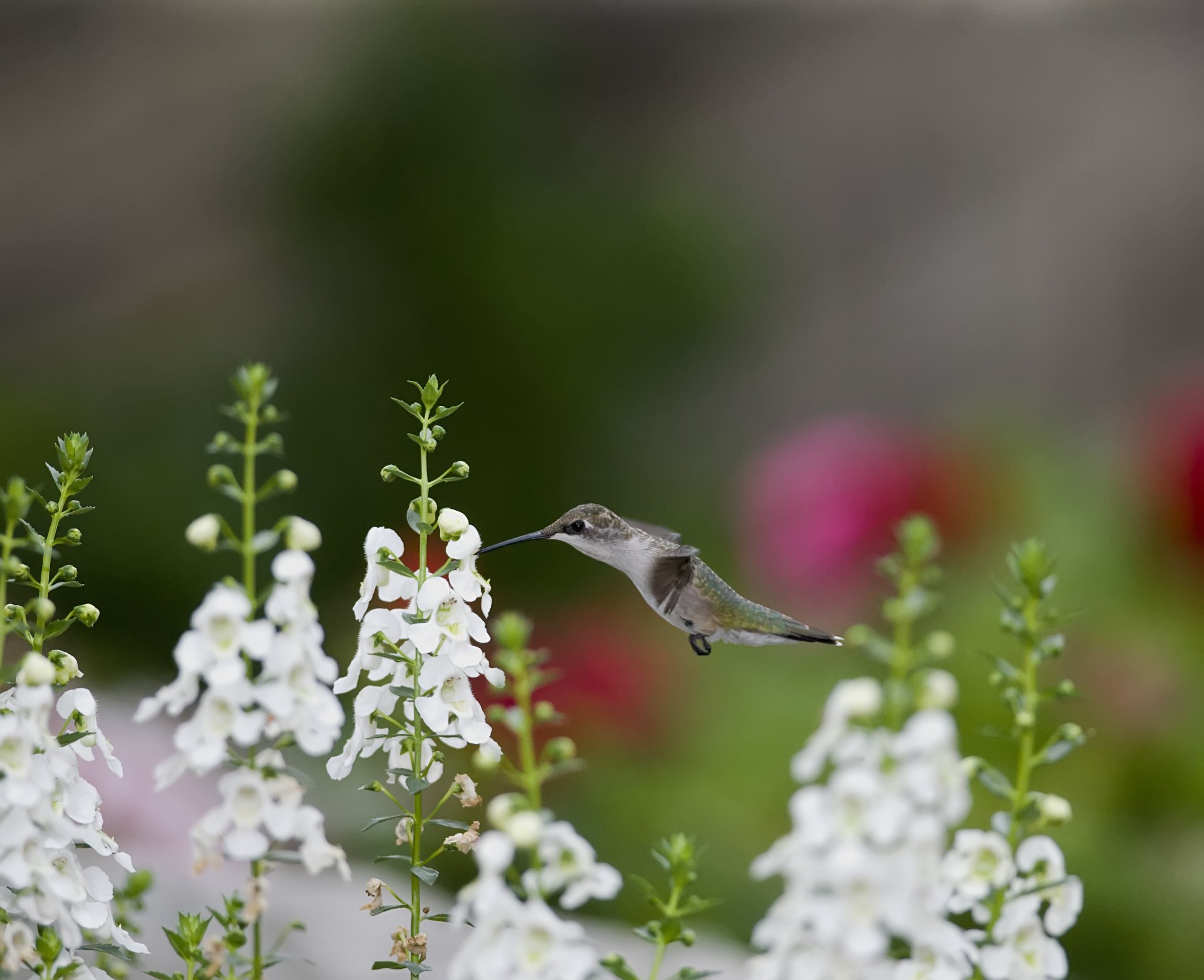 kolibri vogel blumen löwenmaul weiß nektar