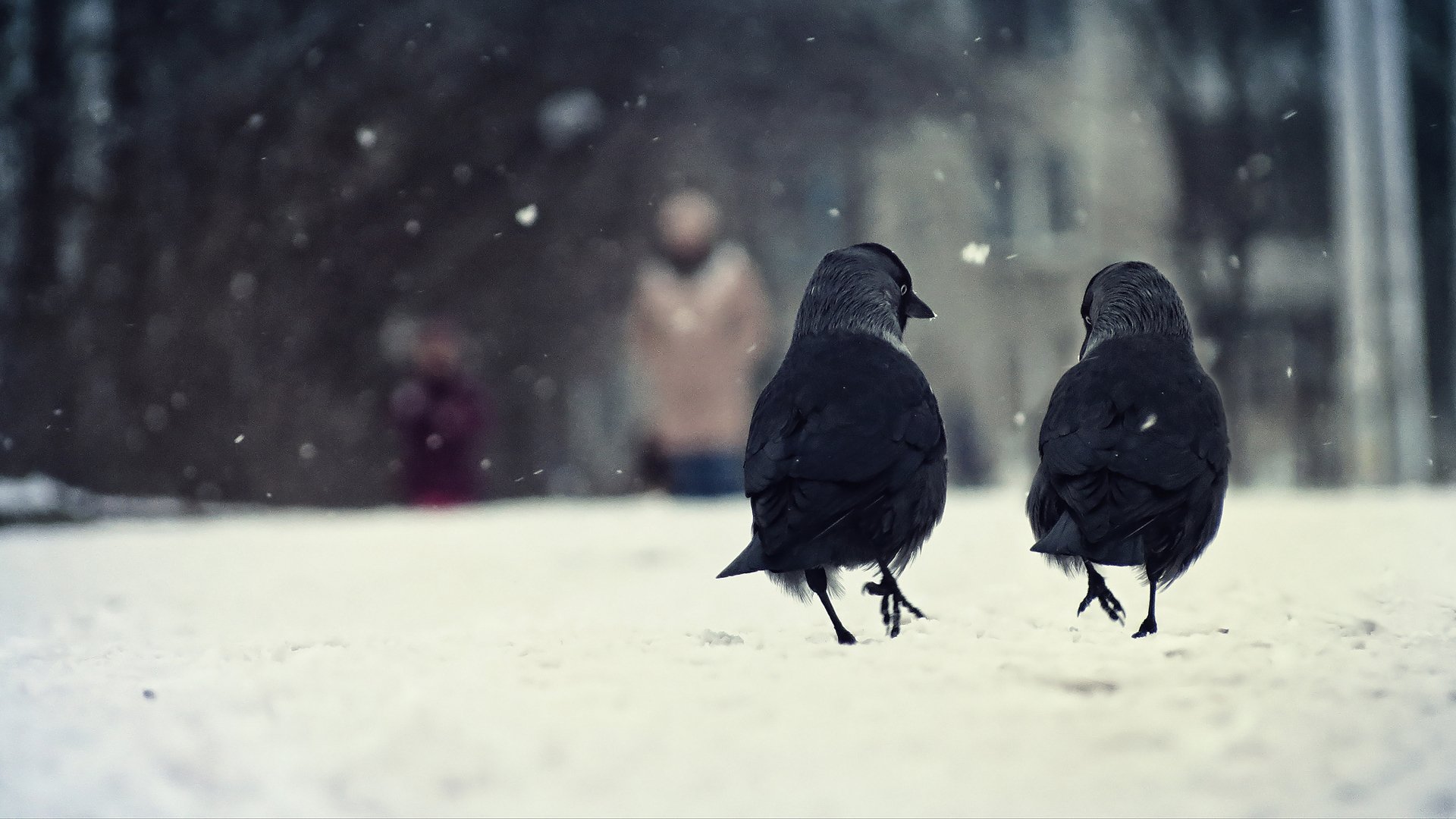 aves cuervos dos invierno nieve