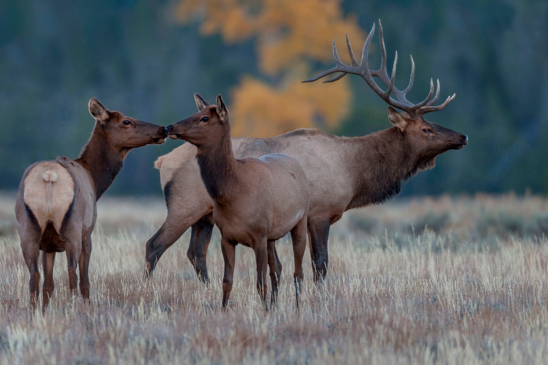 cerfs champ faune