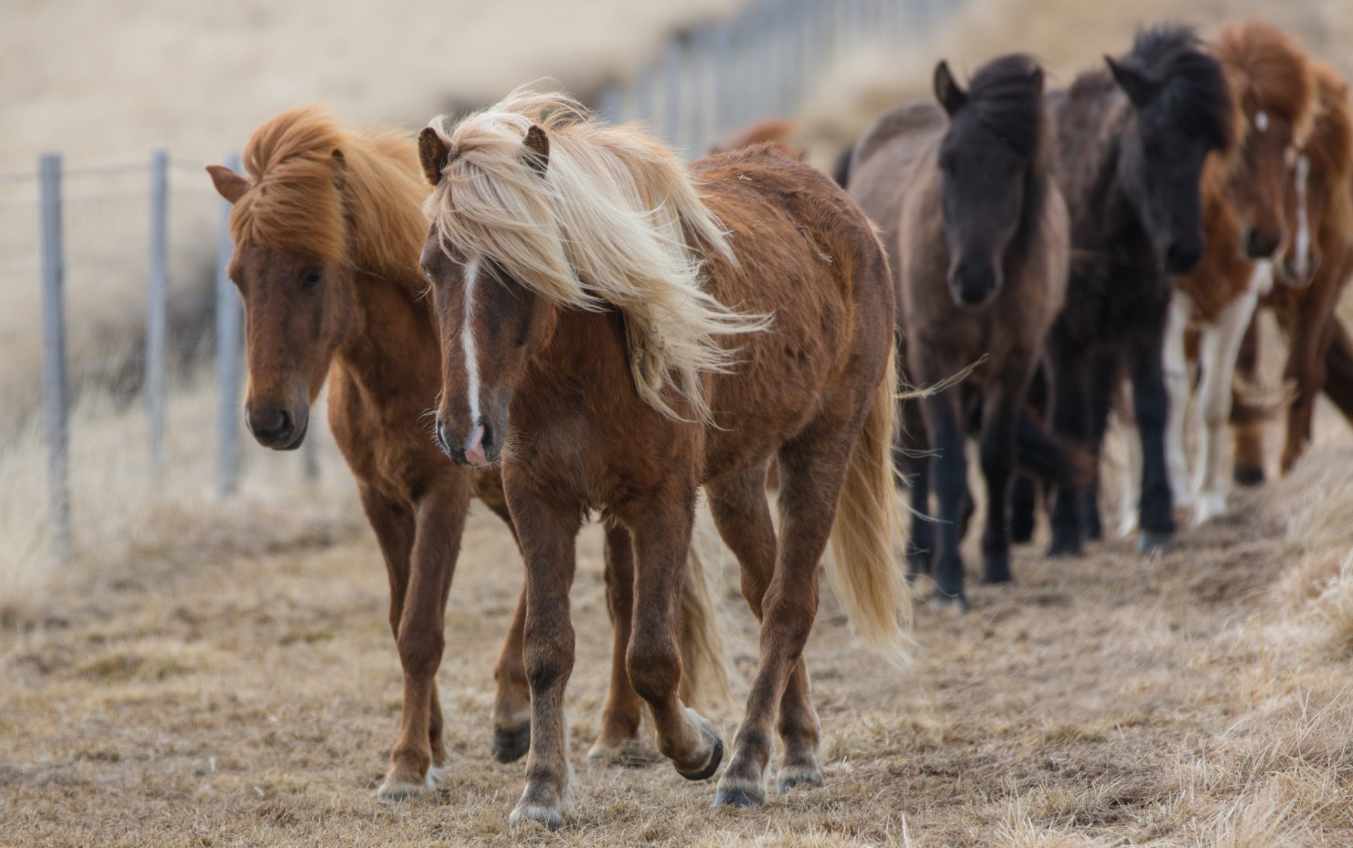 fence horse bay mane