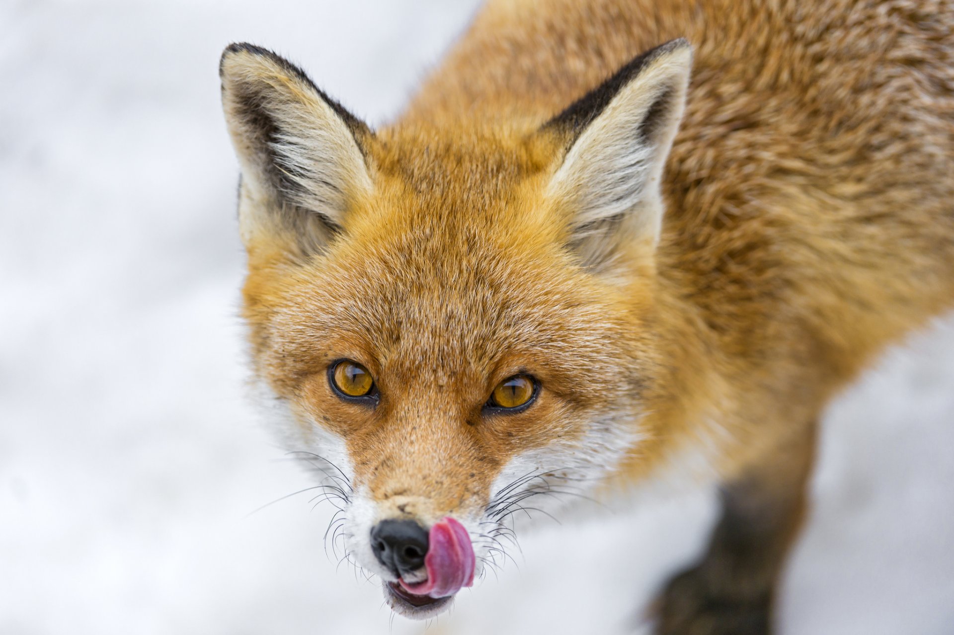 lis pysk język lis spojrzenie ©tambako jaguar