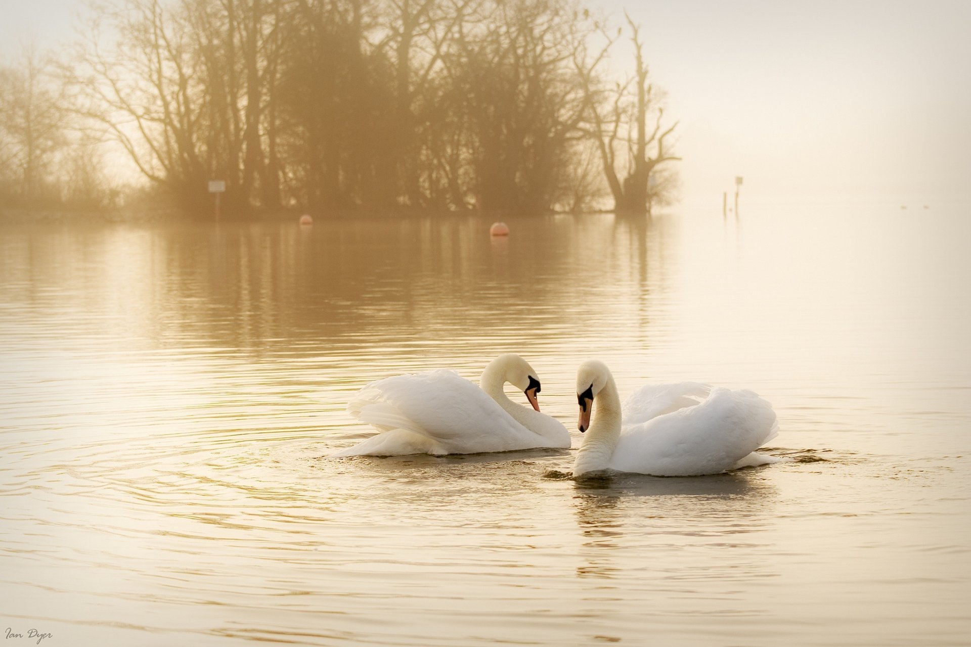 schwäne weiß vögel paar anmut wasser nebel dunst