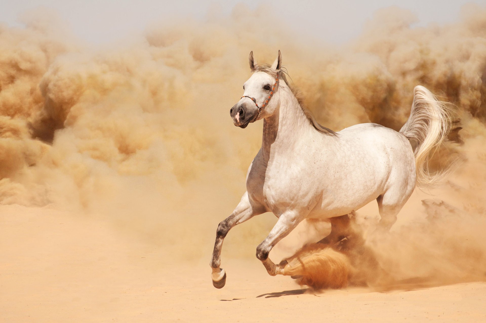 horse horse running running sand dust