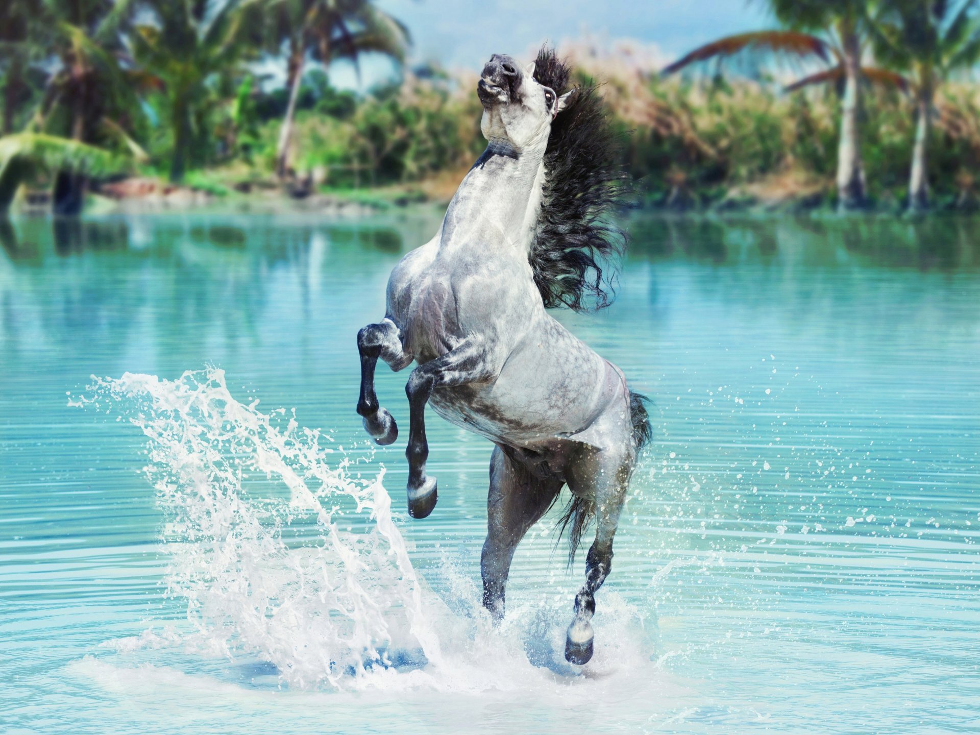 cheval eau jet