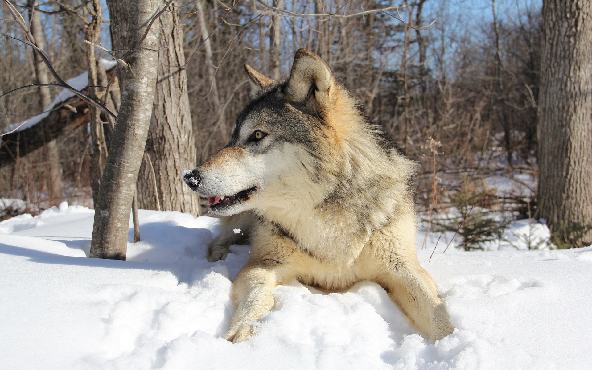 wolf winter wald