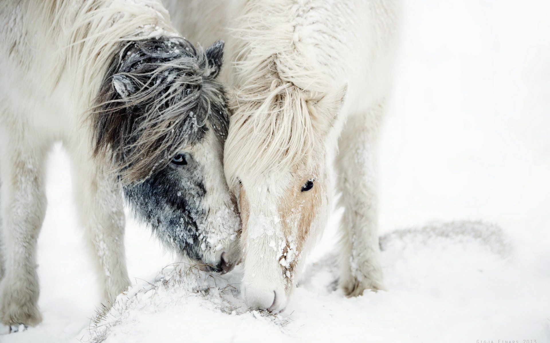 caballos nieve naturaleza