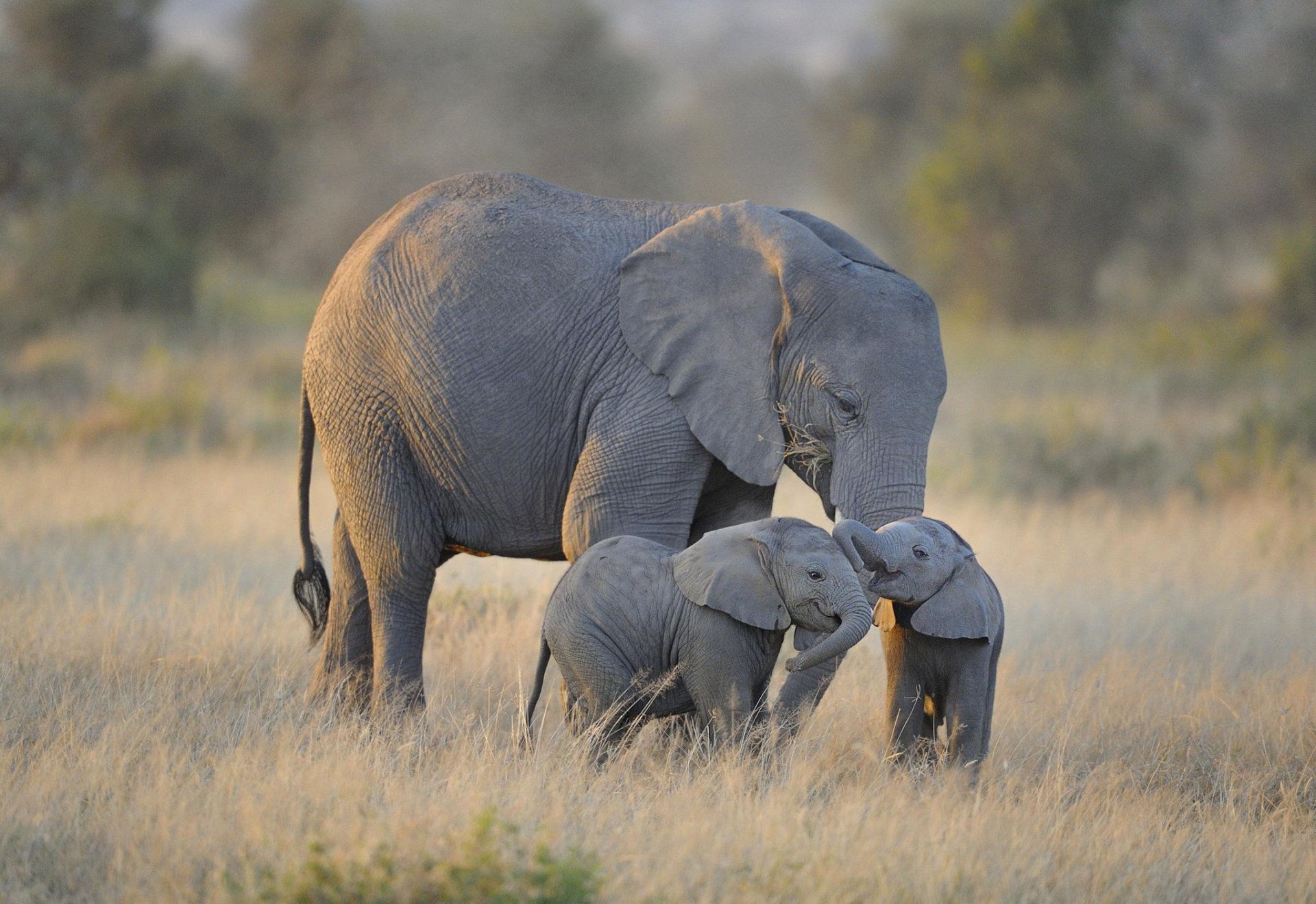 twin baby elefanten elefanten afrika amboseli nationalpark