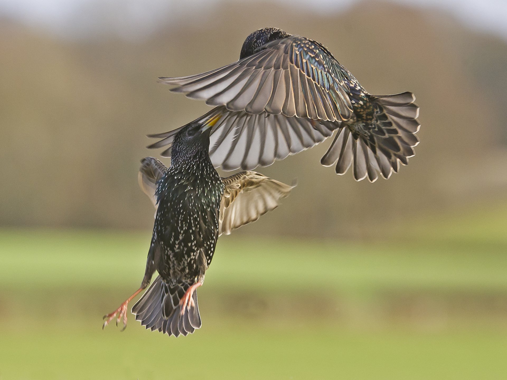 oiseaux étourneaux bataille dans les airs