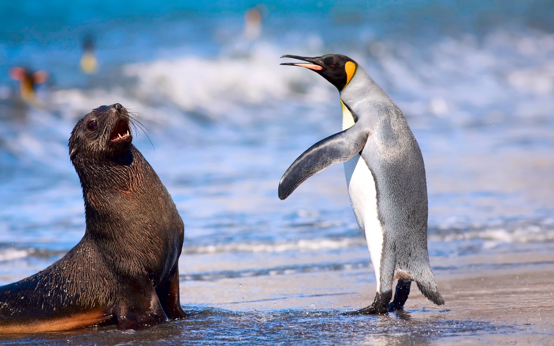 königspinguin seepinguin meer ozean strand