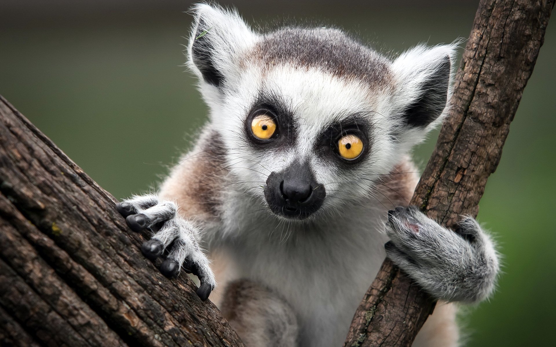 katzen-lemur affe natur