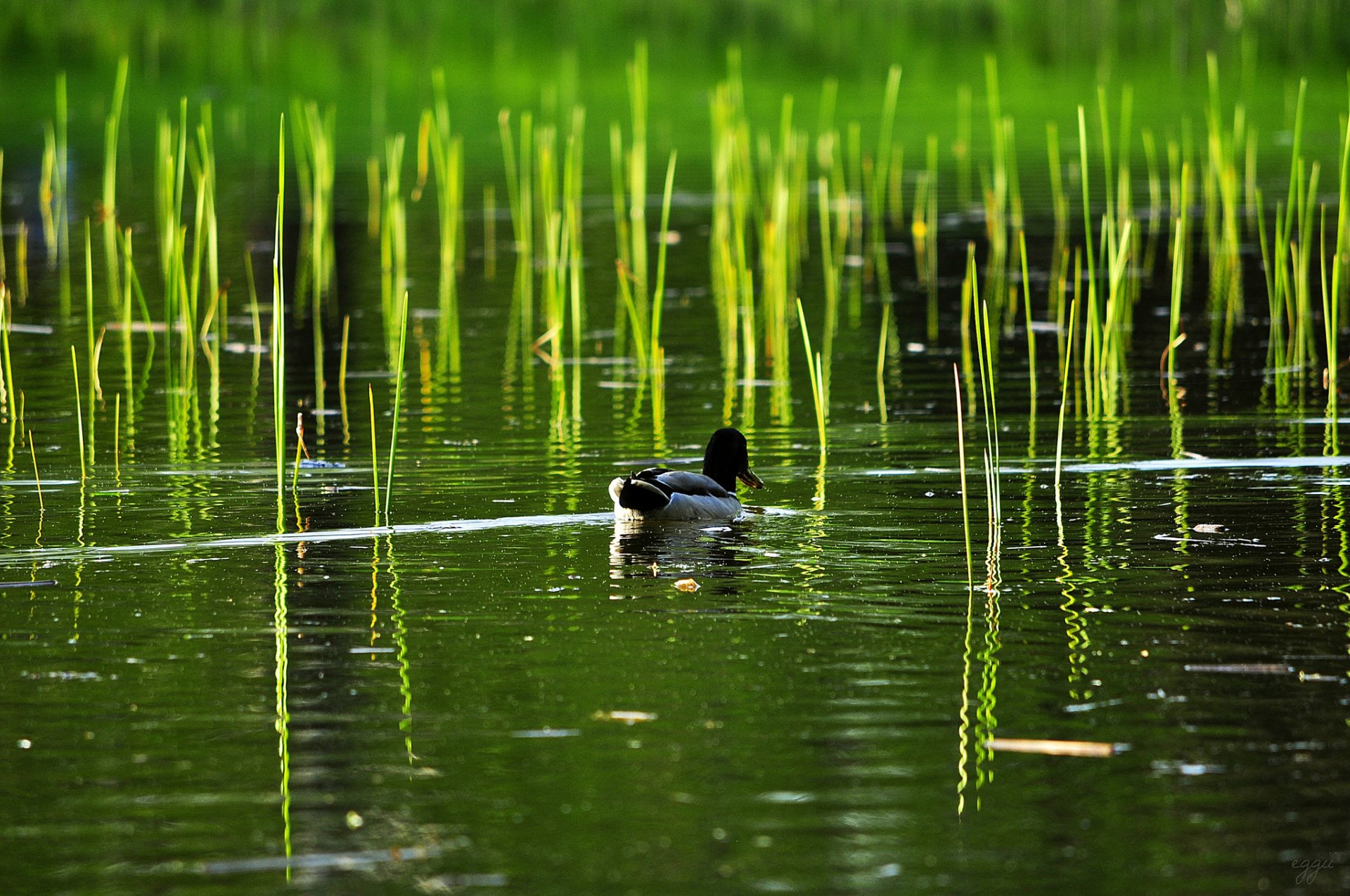 lac étang roseau canard