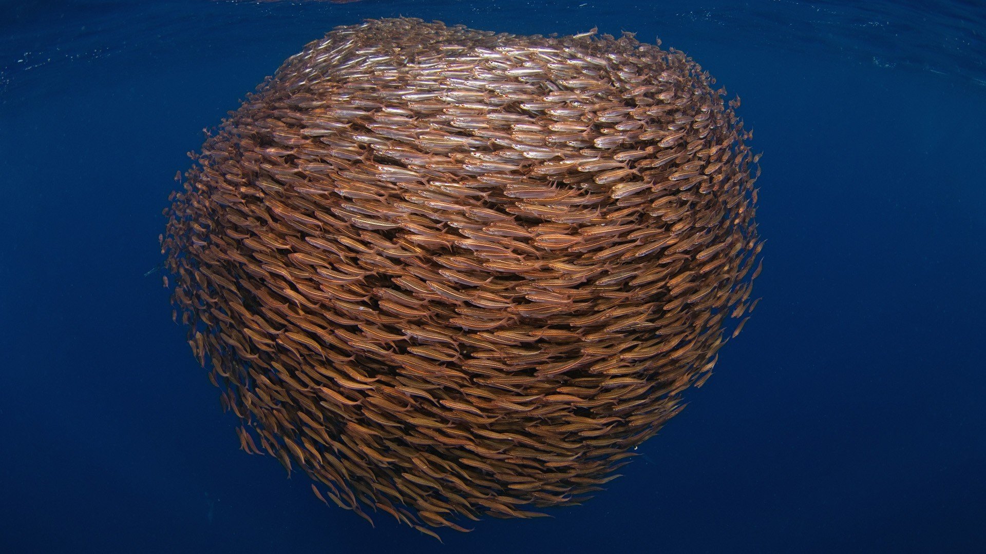 mer monde sous-marin poissons jambage troupeau