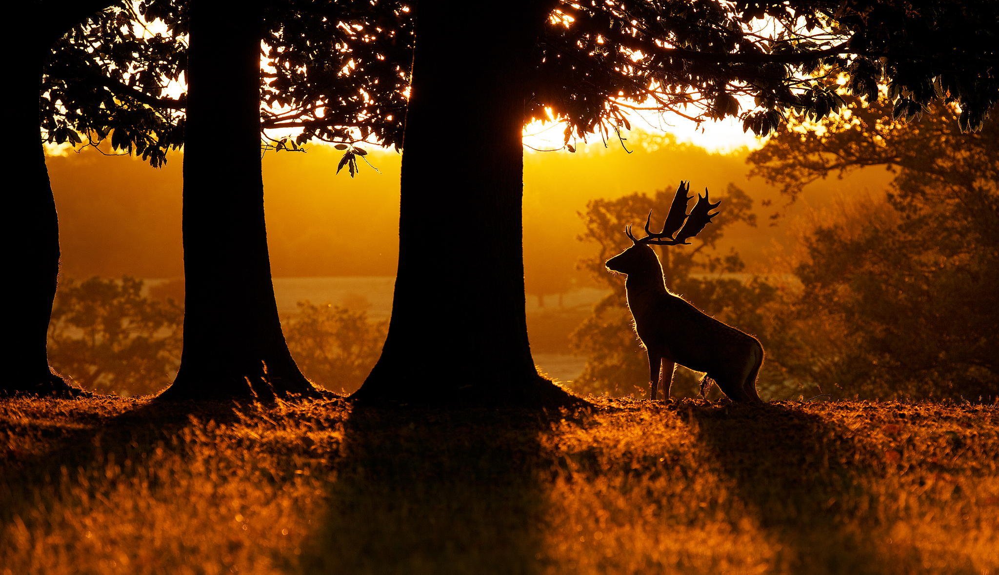 naturaleza bosque amanecer ciervo