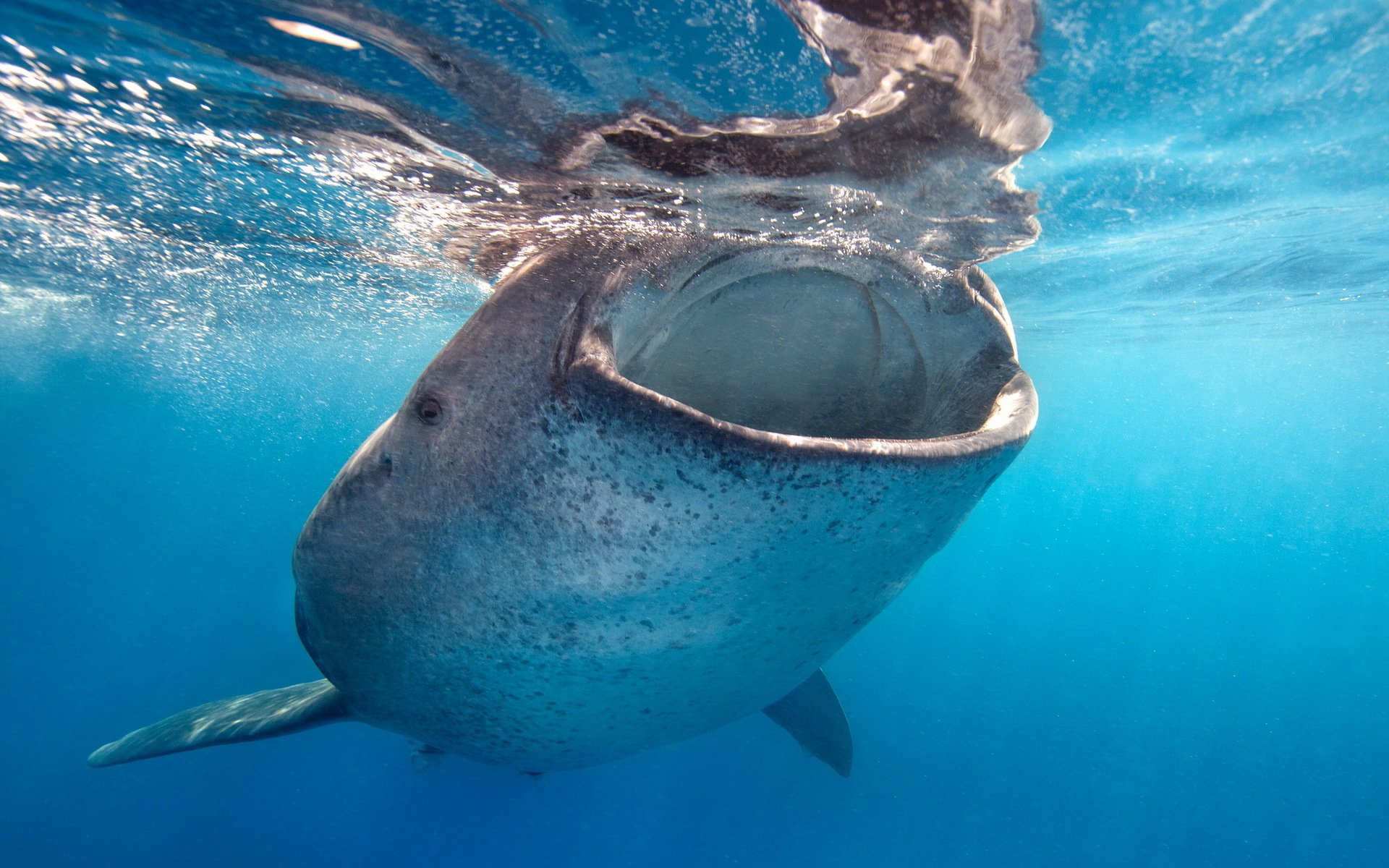 whale sea nature