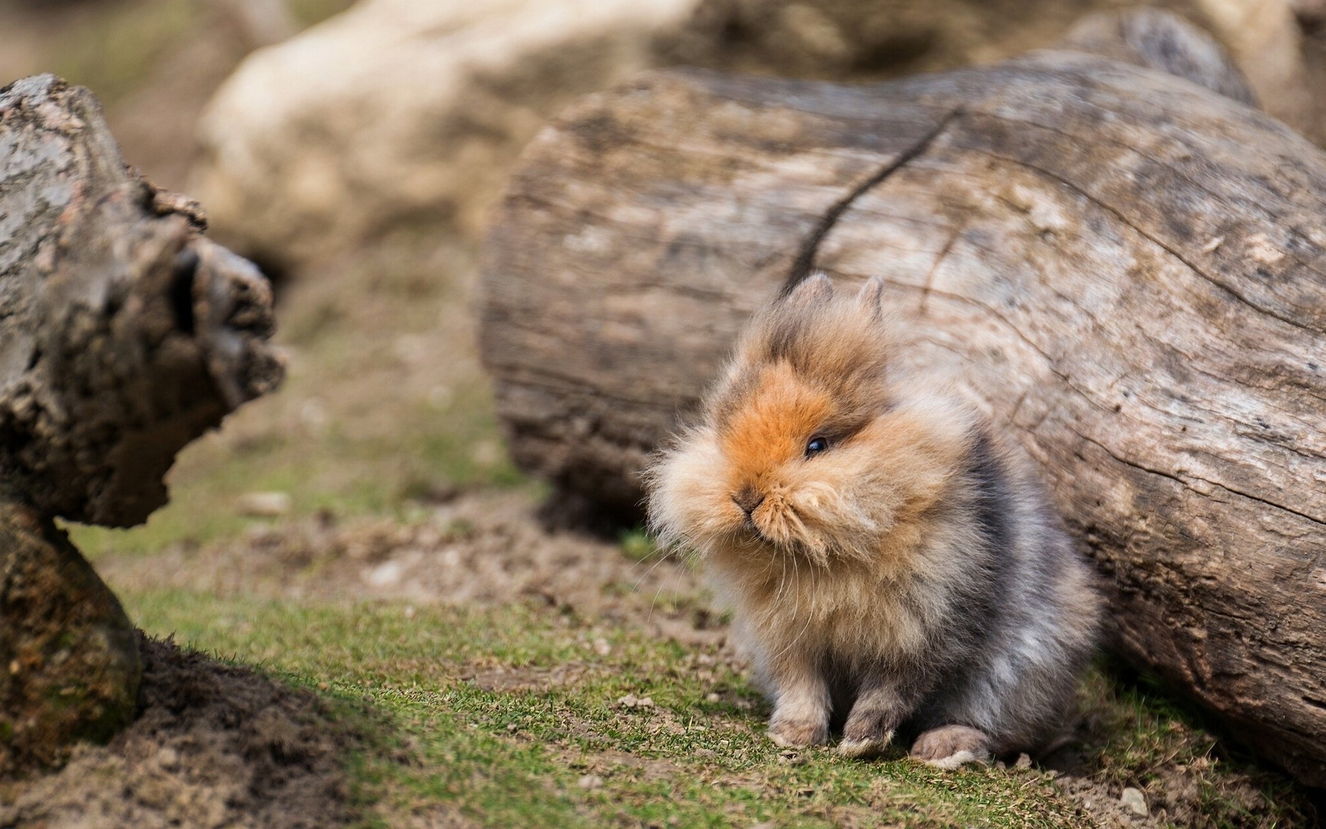 rabbit furry log