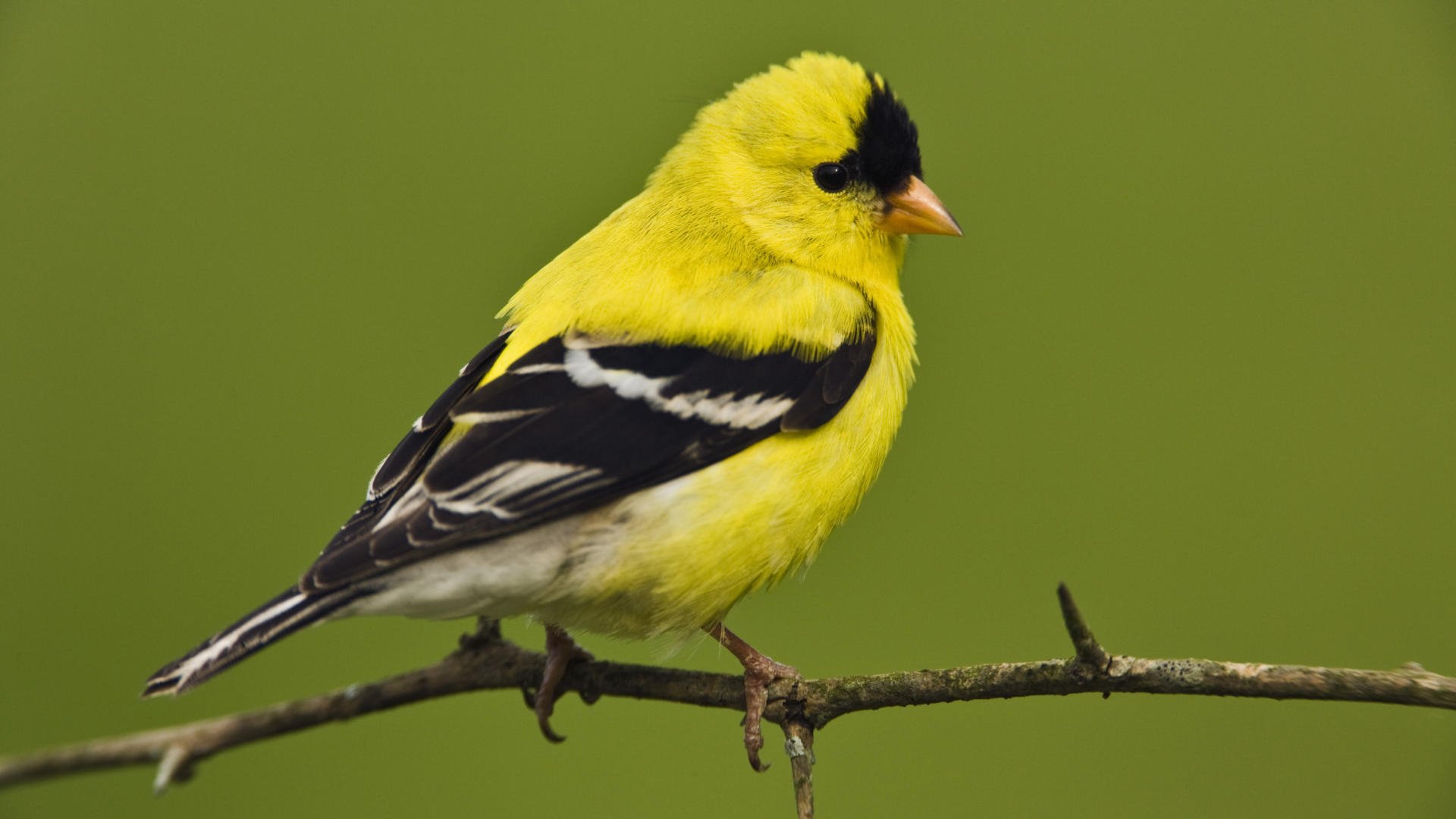 vogel klein männer amerikanisch stieglitz männchen