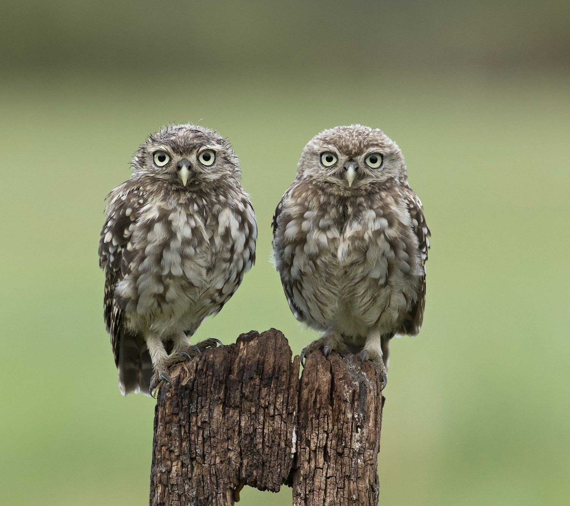 souche oiseaux hiboux deux