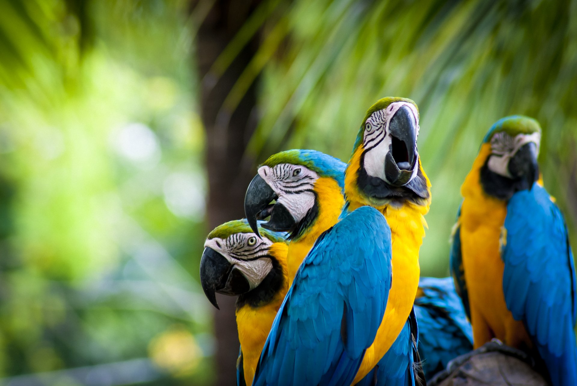 vögel papageien federn papageien