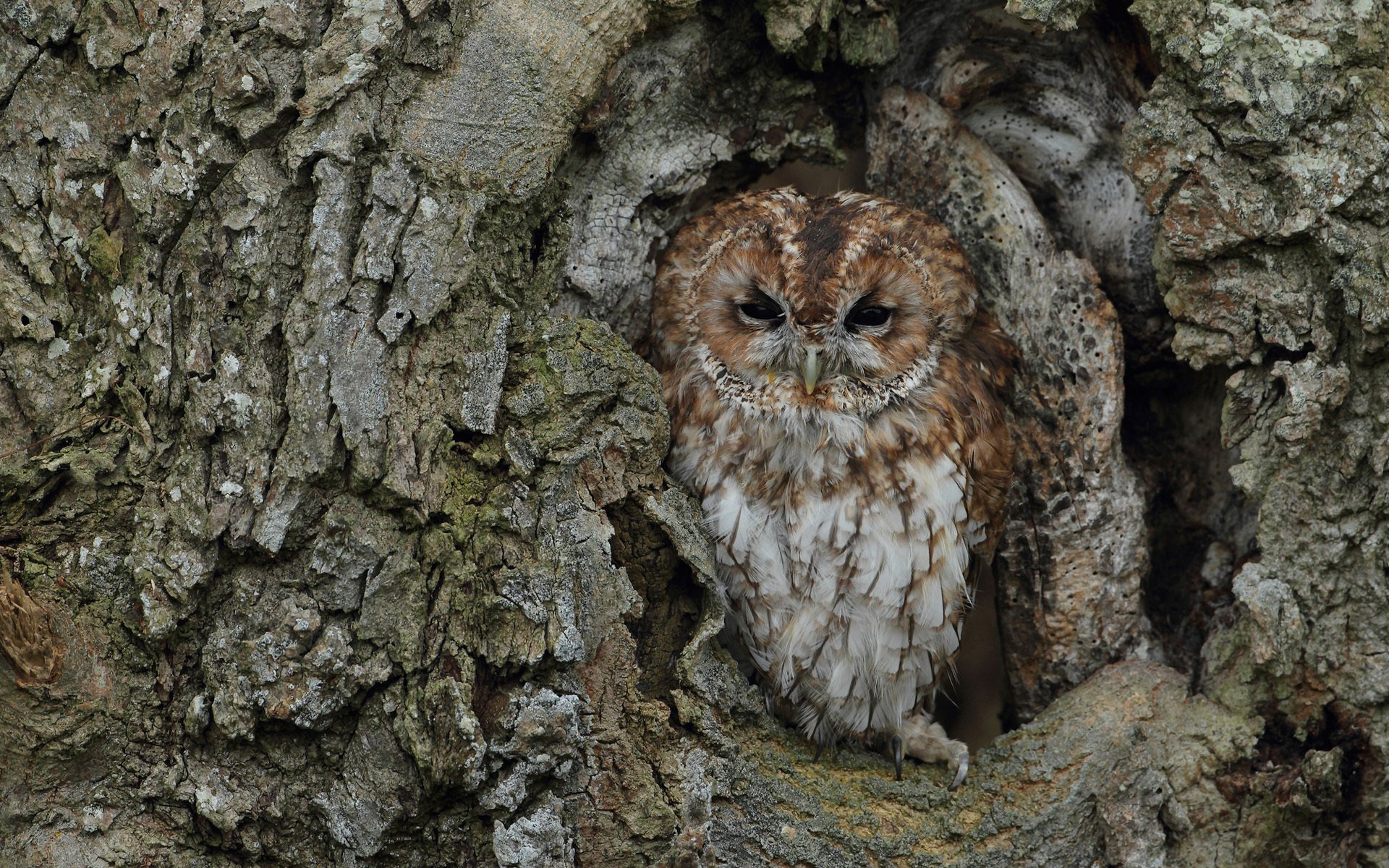 owl poultry bark tree trunk camouflage