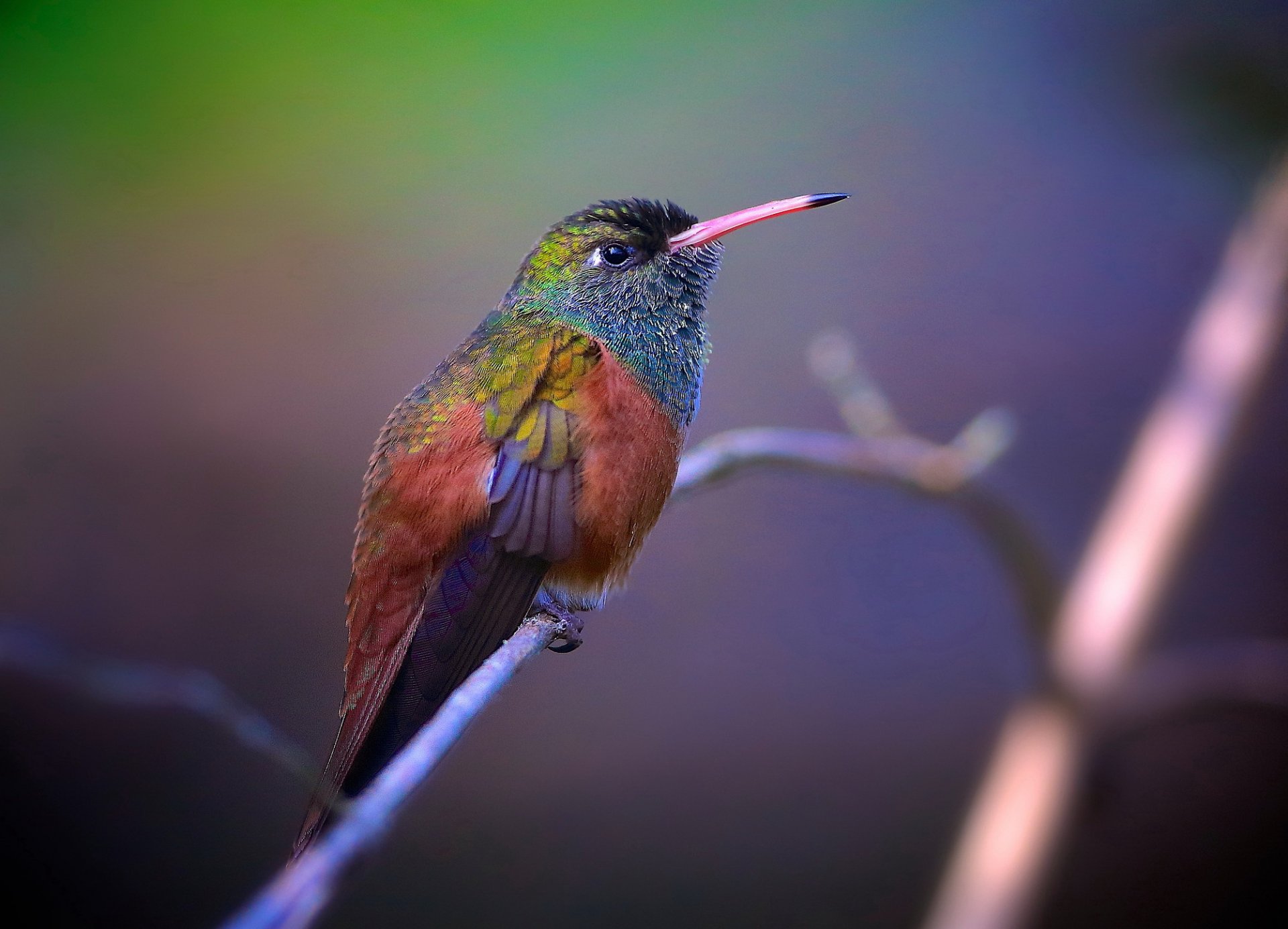 zweig vogel hintergrund