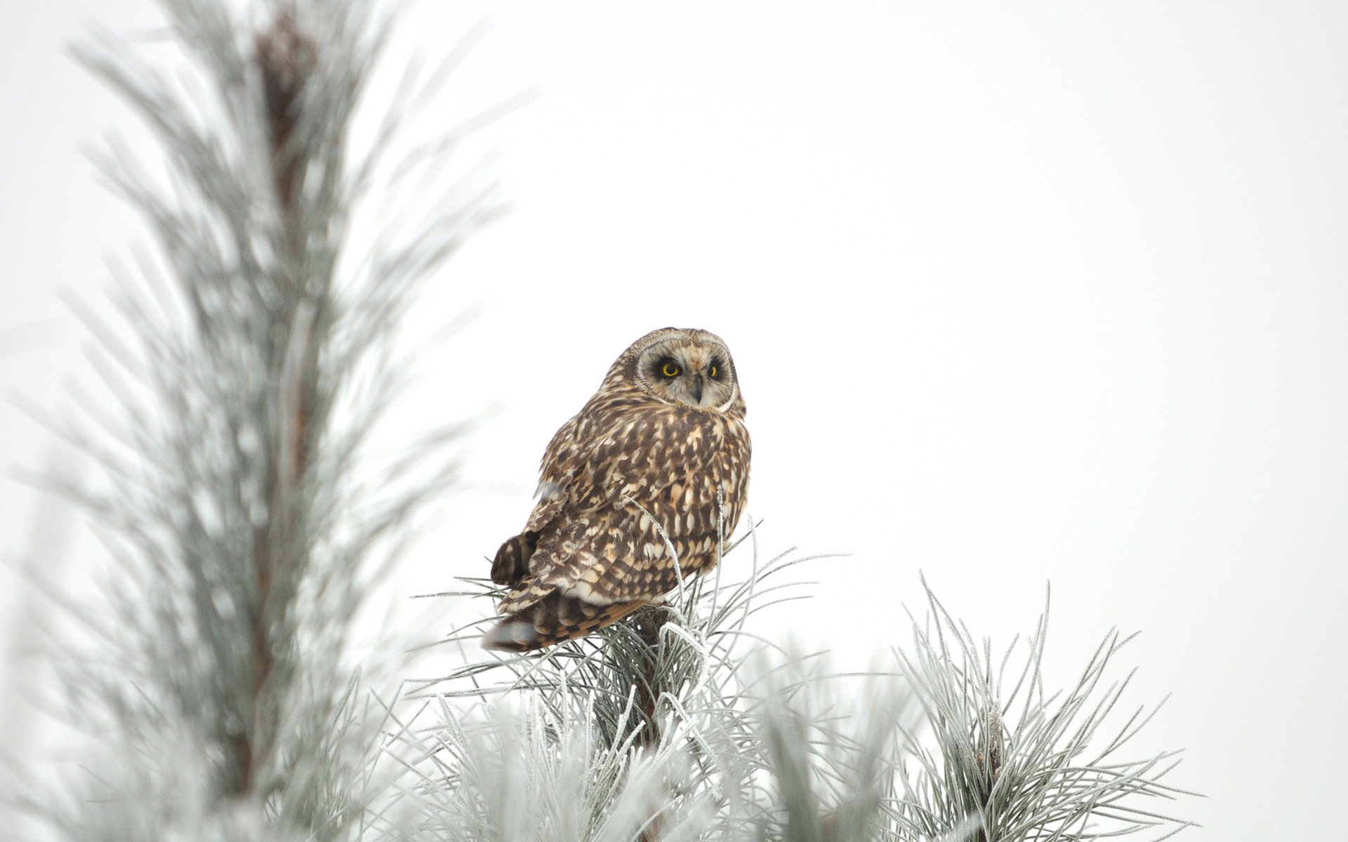 hibou arbre hiver neige épinette aiguilles de pin givre