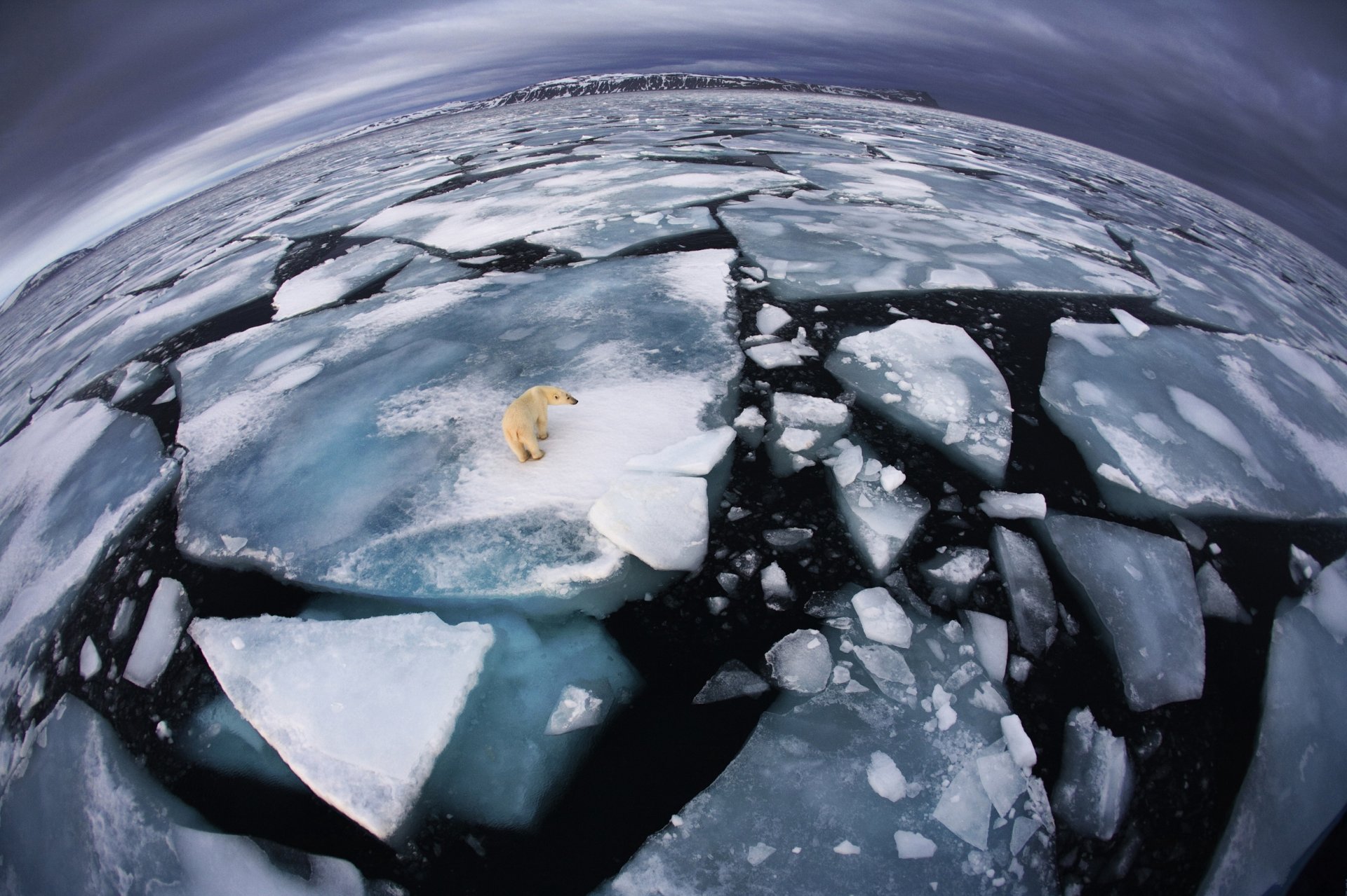 polar bear ice cool frost ocean winter loneliness nature wild animal