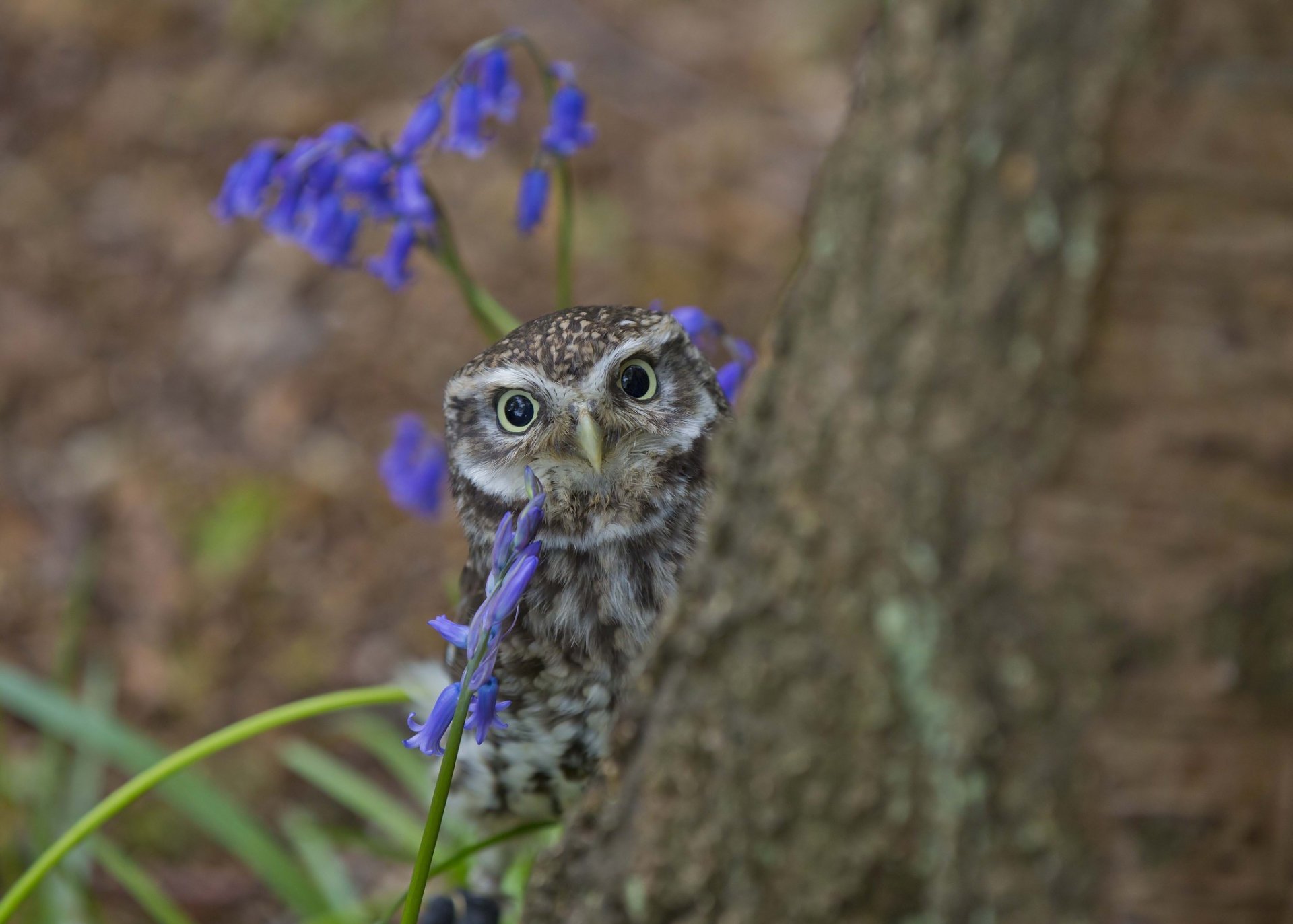 hibou arbre regarde