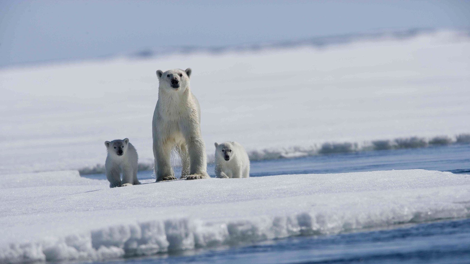 polar bear bears arctic floe sea