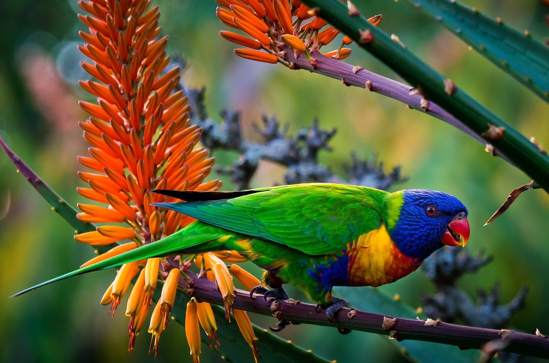 animaux oiseau perroquet loriquet multicolore plumage coloration branches fleurs flou