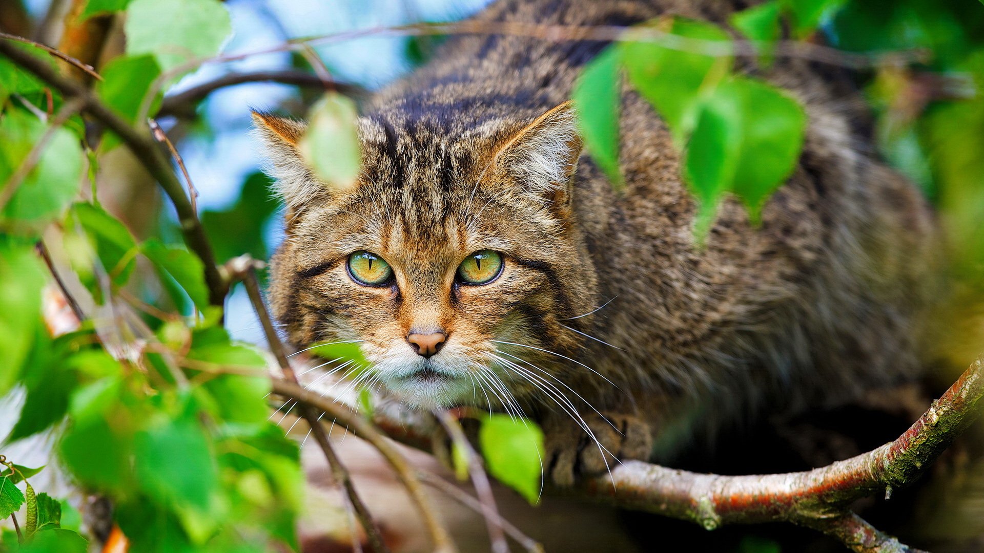 gatto selvatico animale muso gatto selvatico scozzese